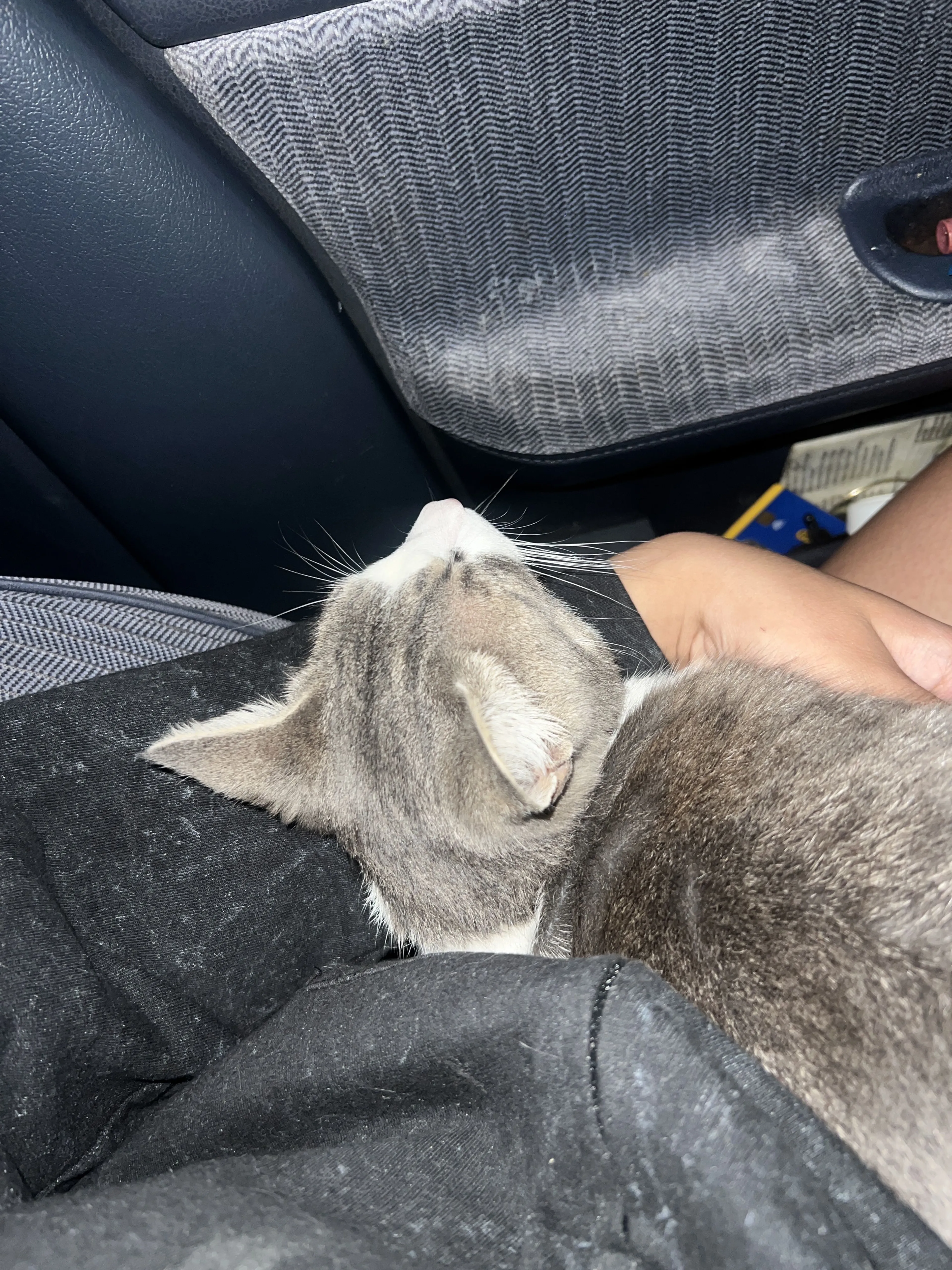 Lost pet