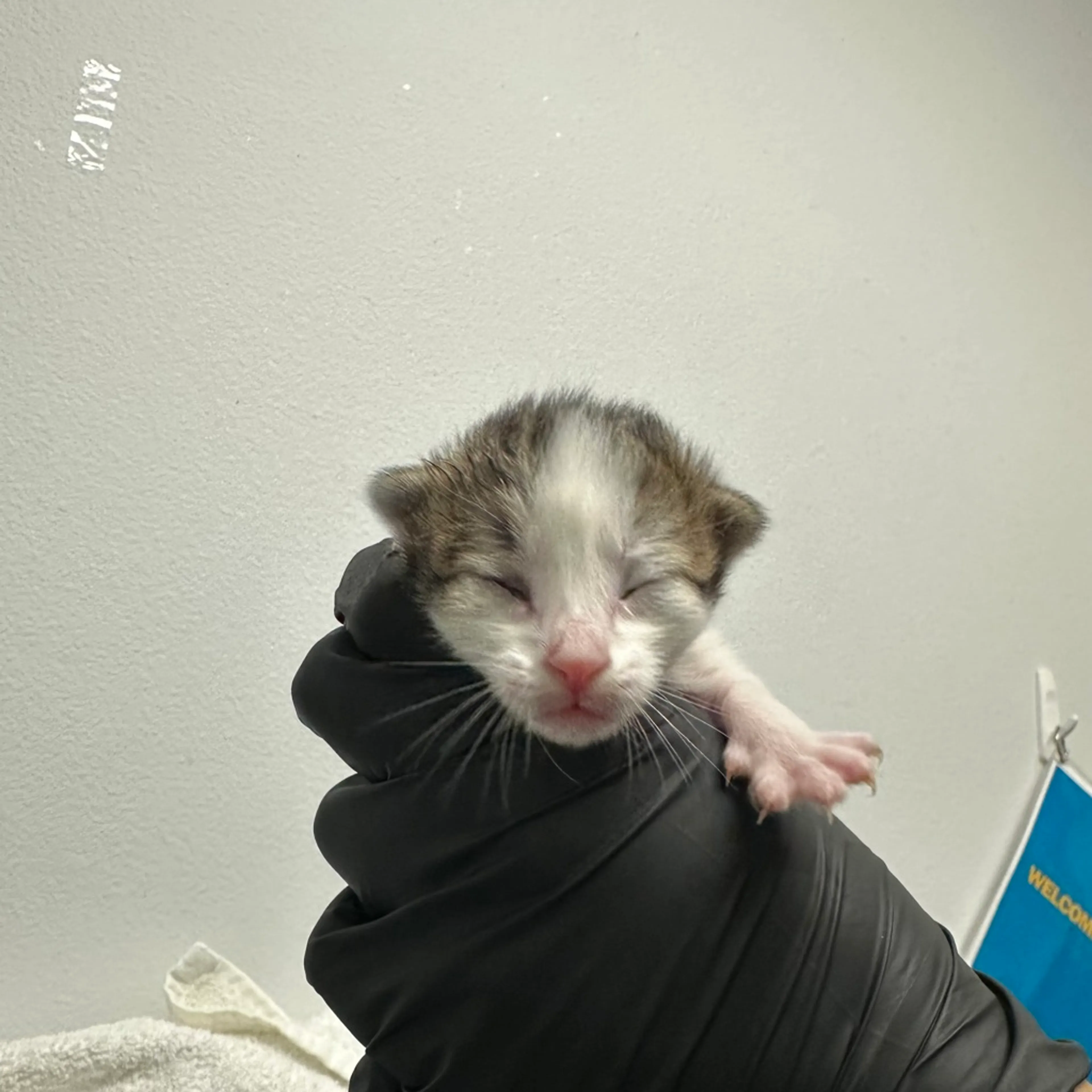 Found pet