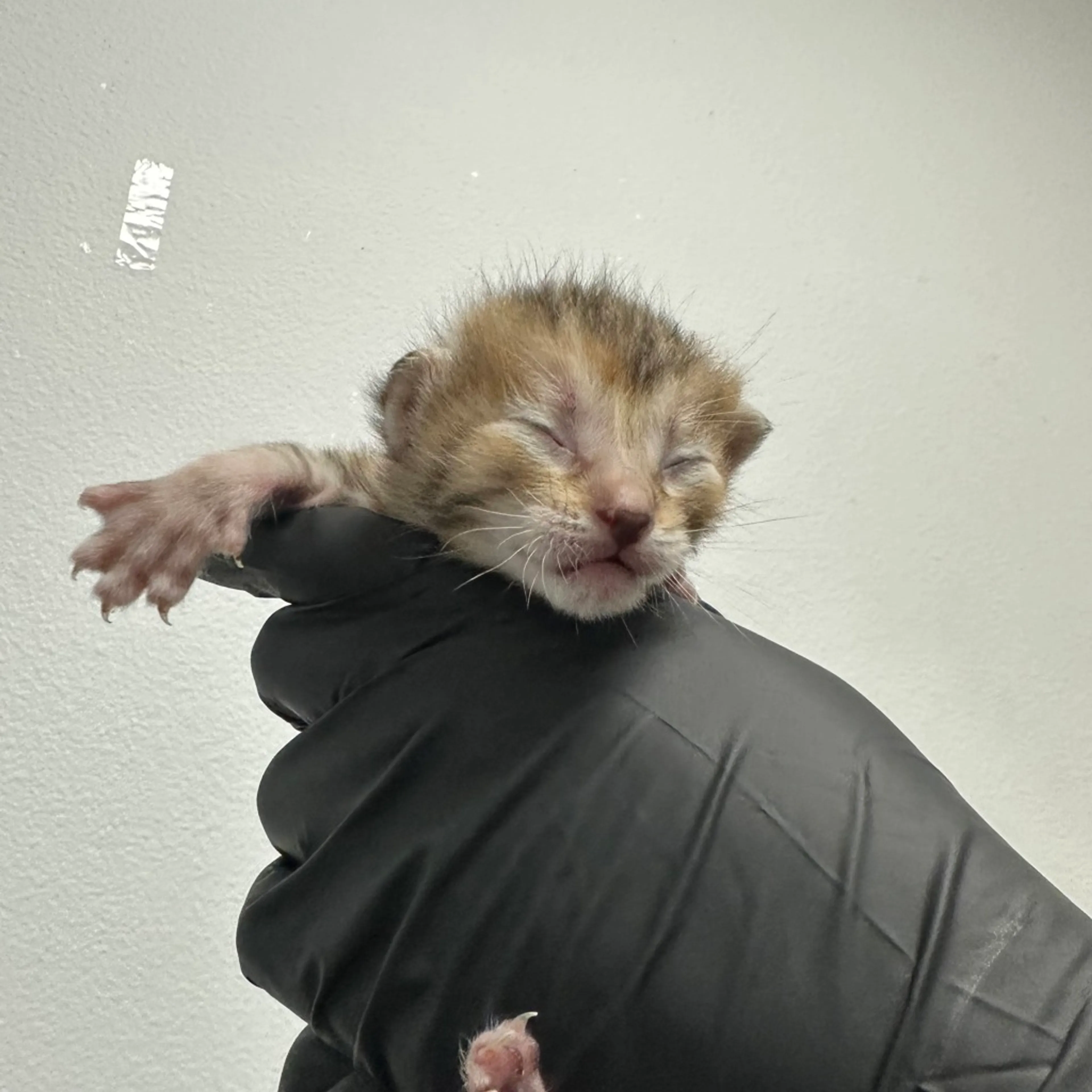 Found pet