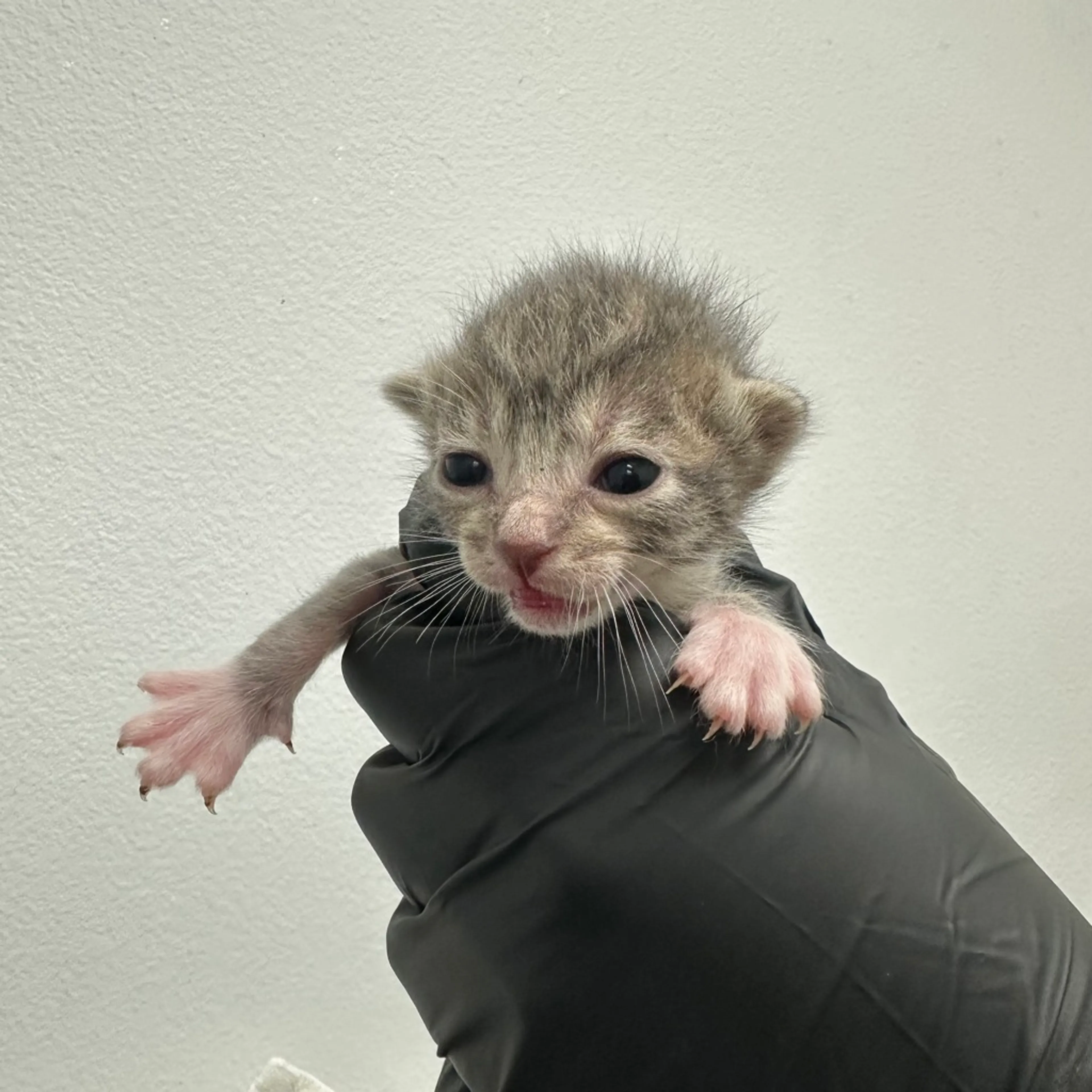 Found pet
