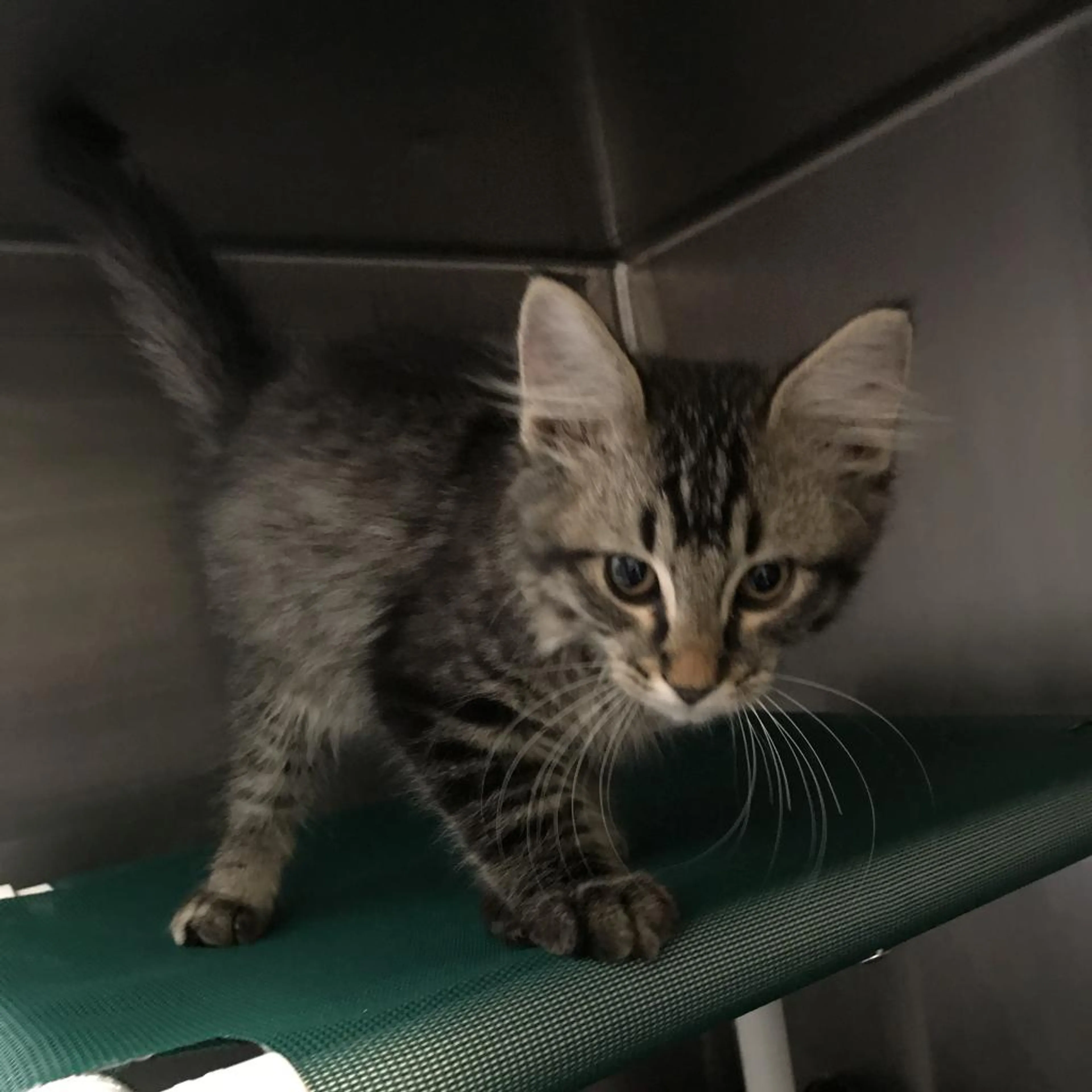 Found pet-1