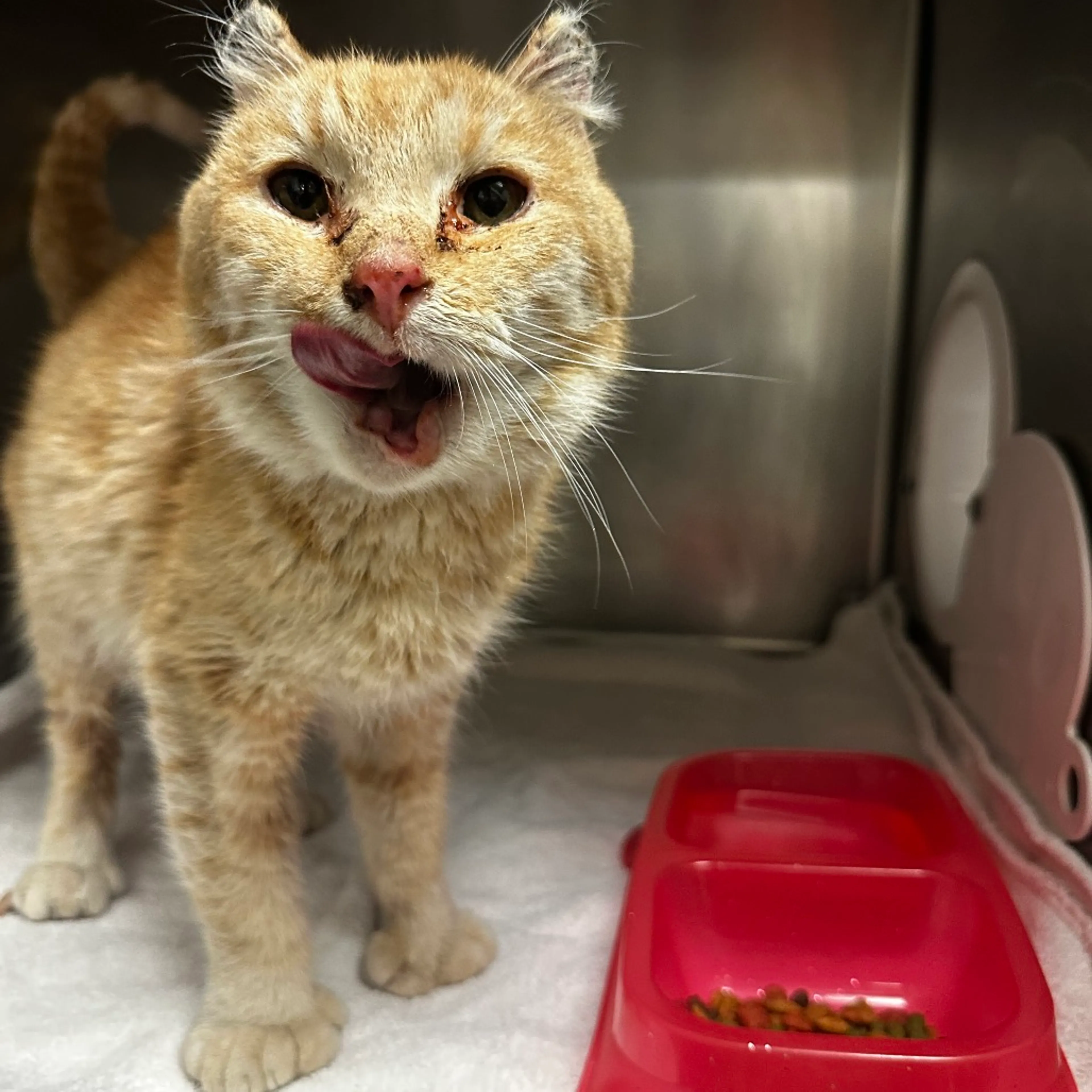 Found pet