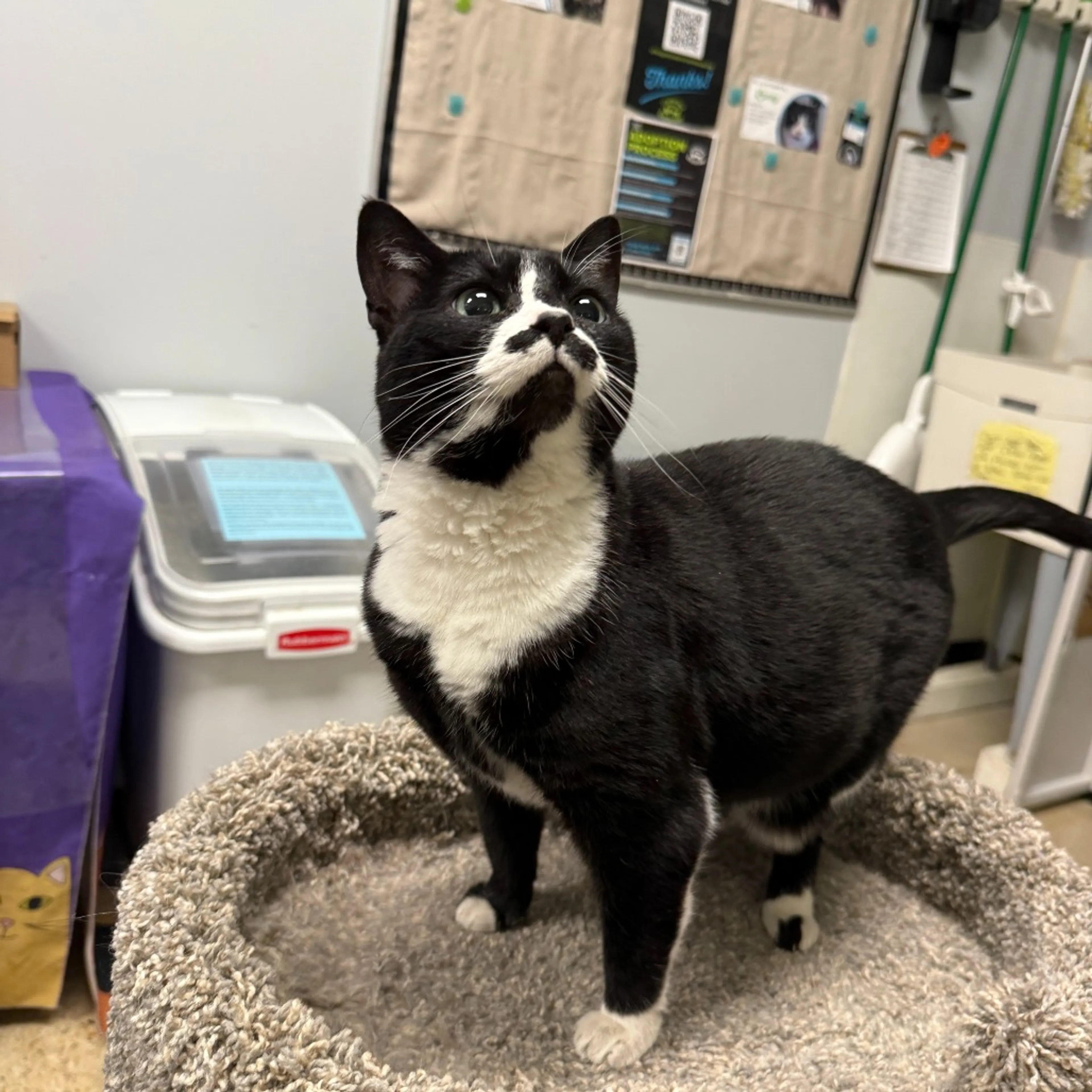 Found pet-1