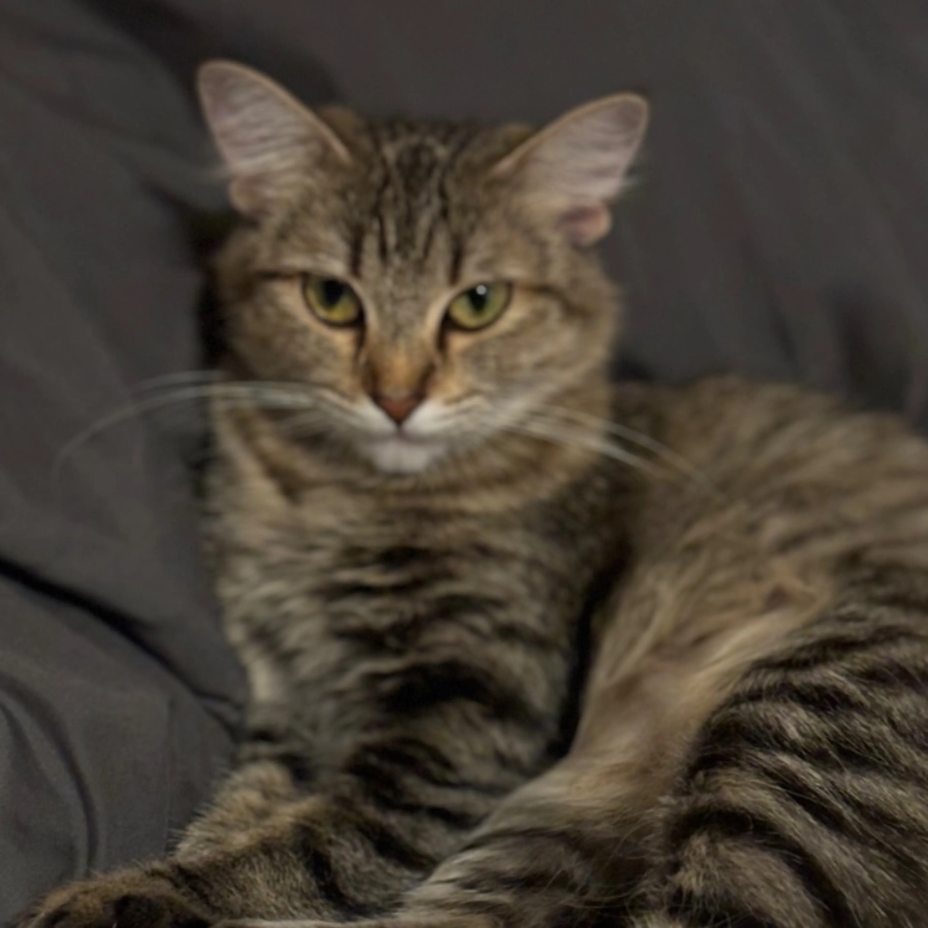 Lost pet
