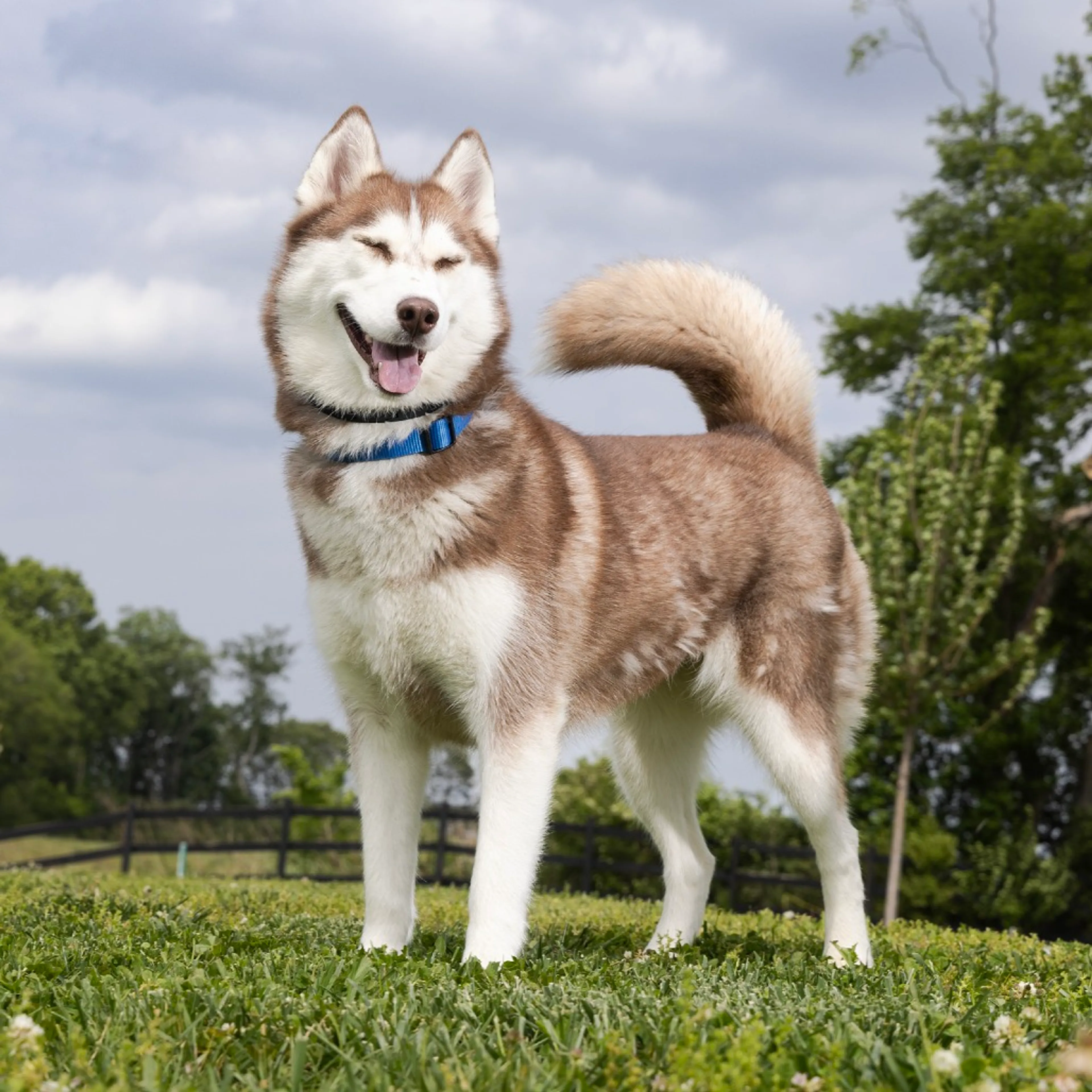 Found pet-1