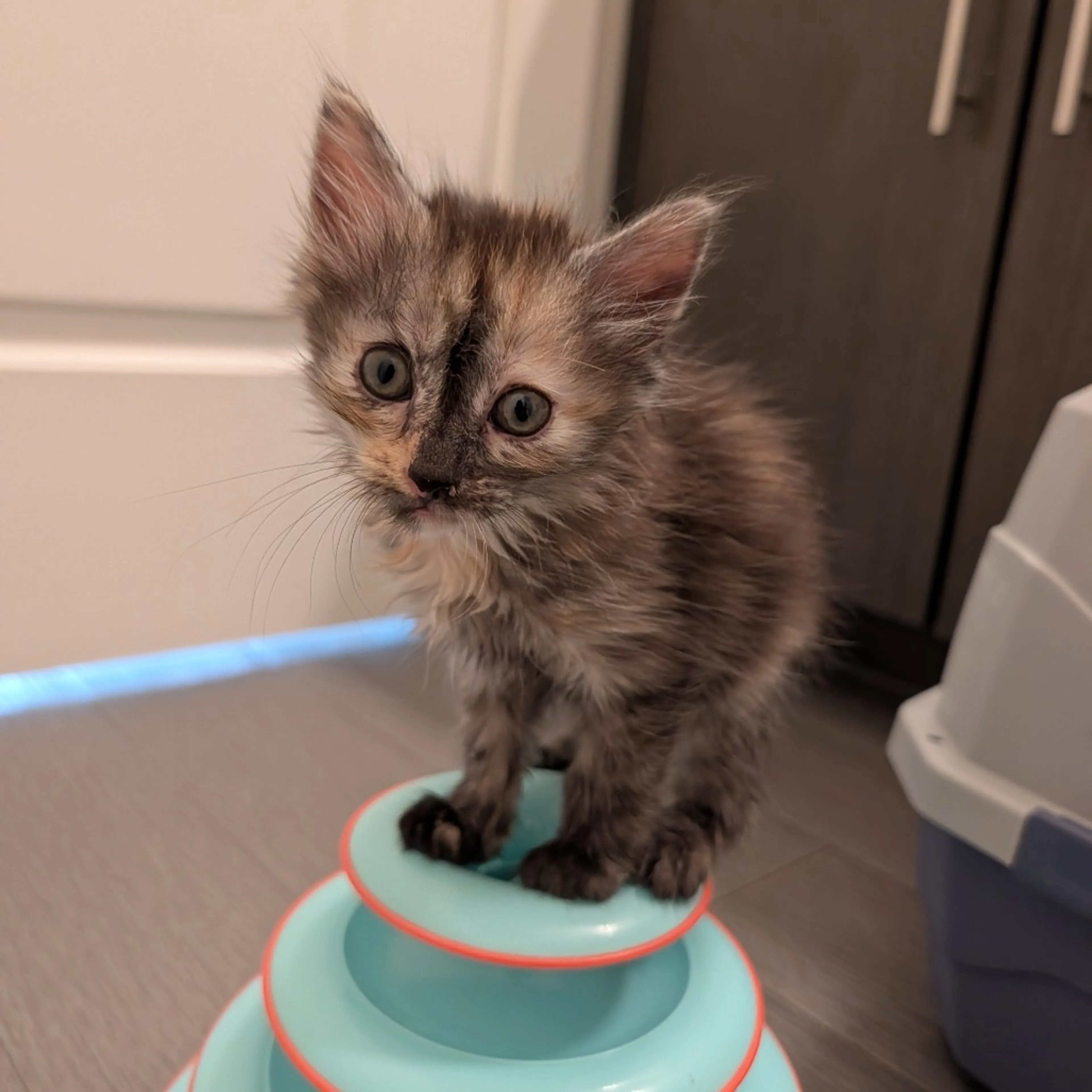 Found pet