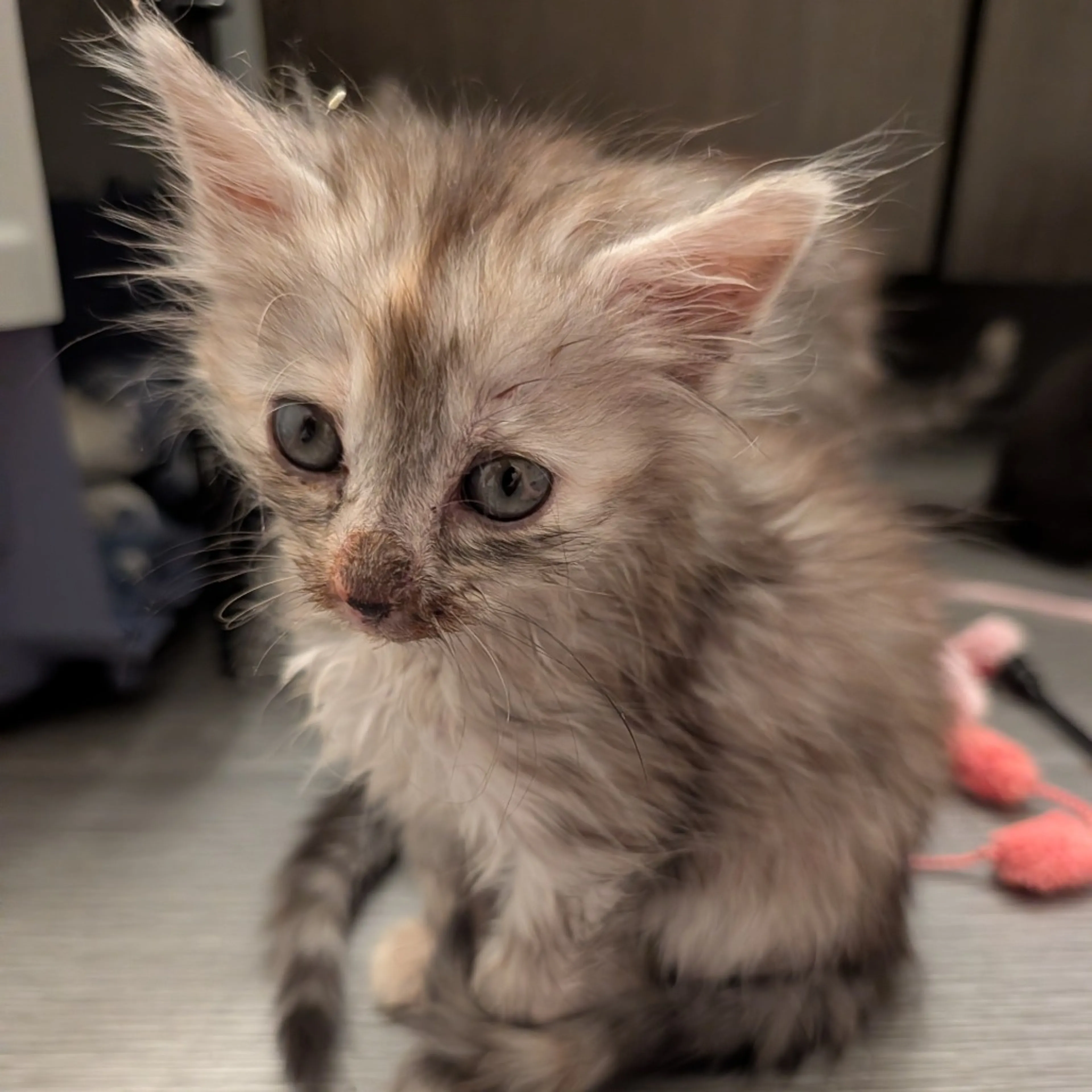 Found pet