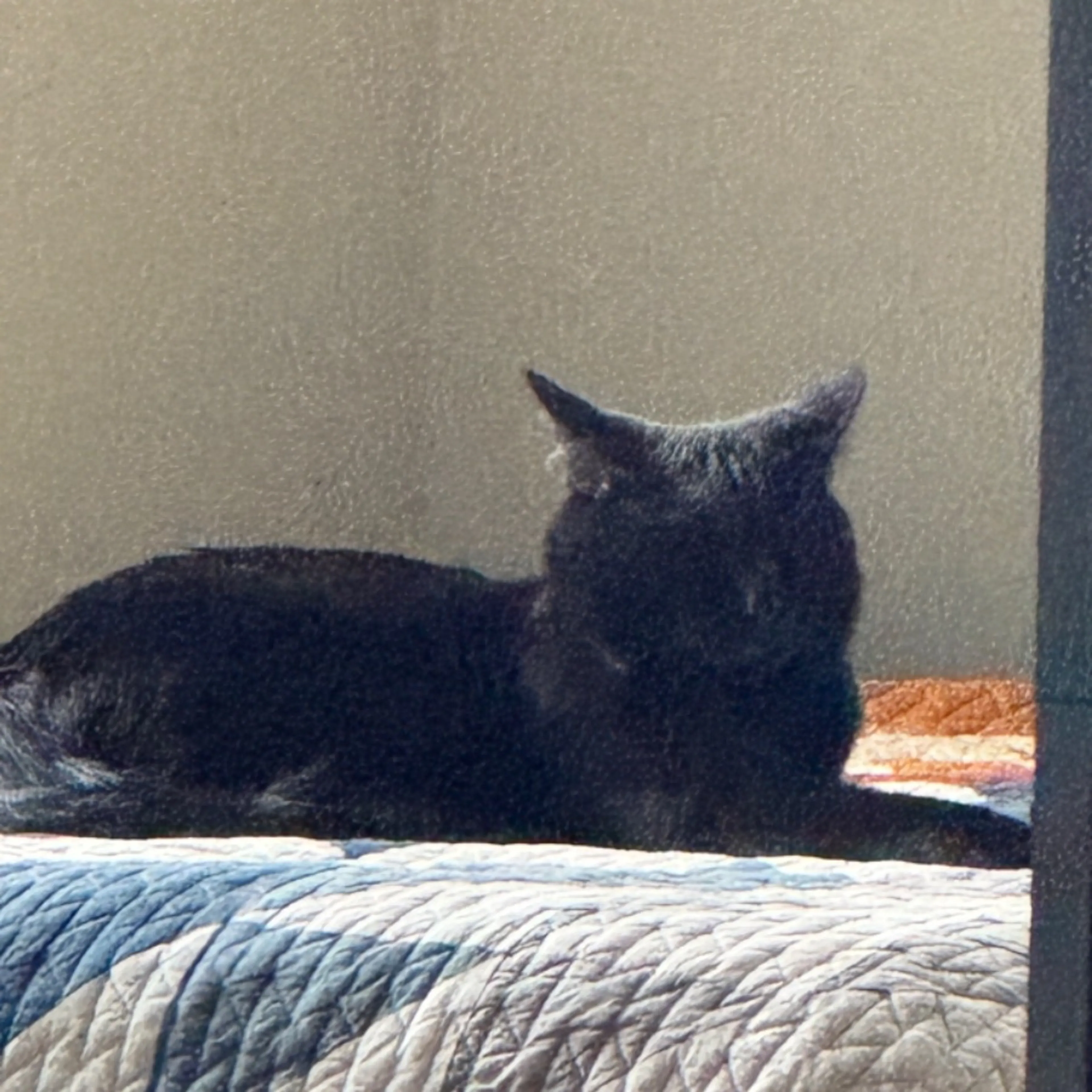 Lost pet