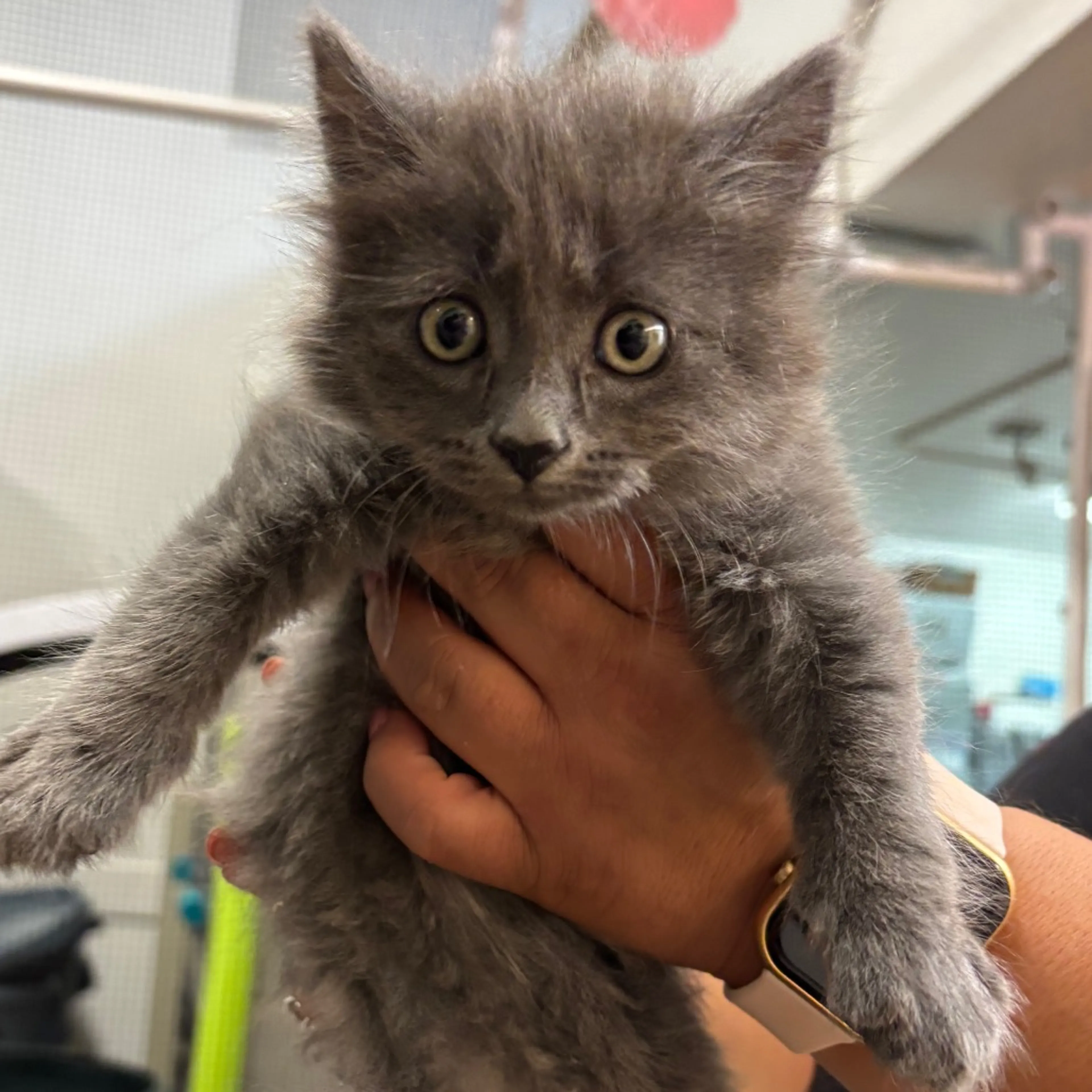Found pet-1