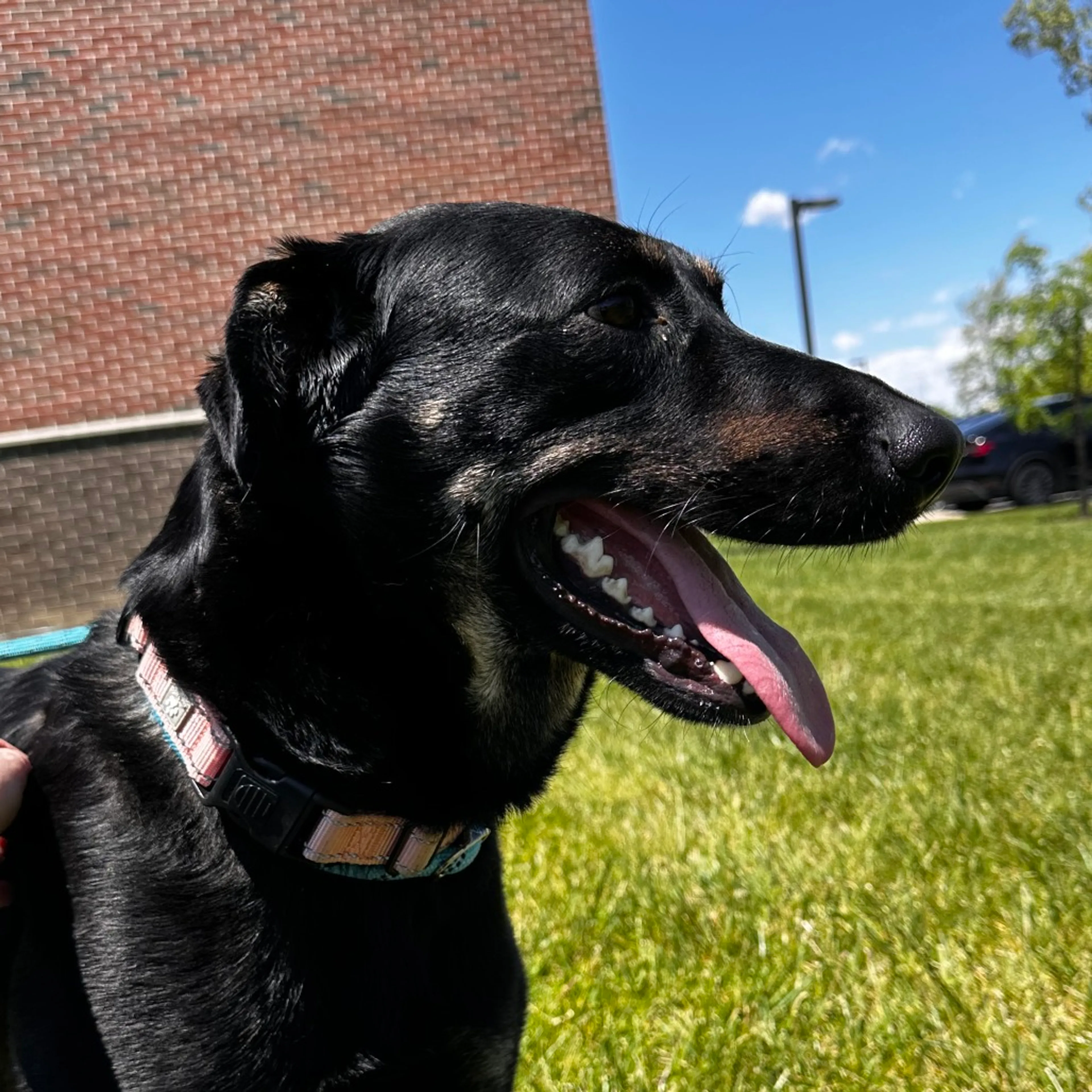 Found pet-5