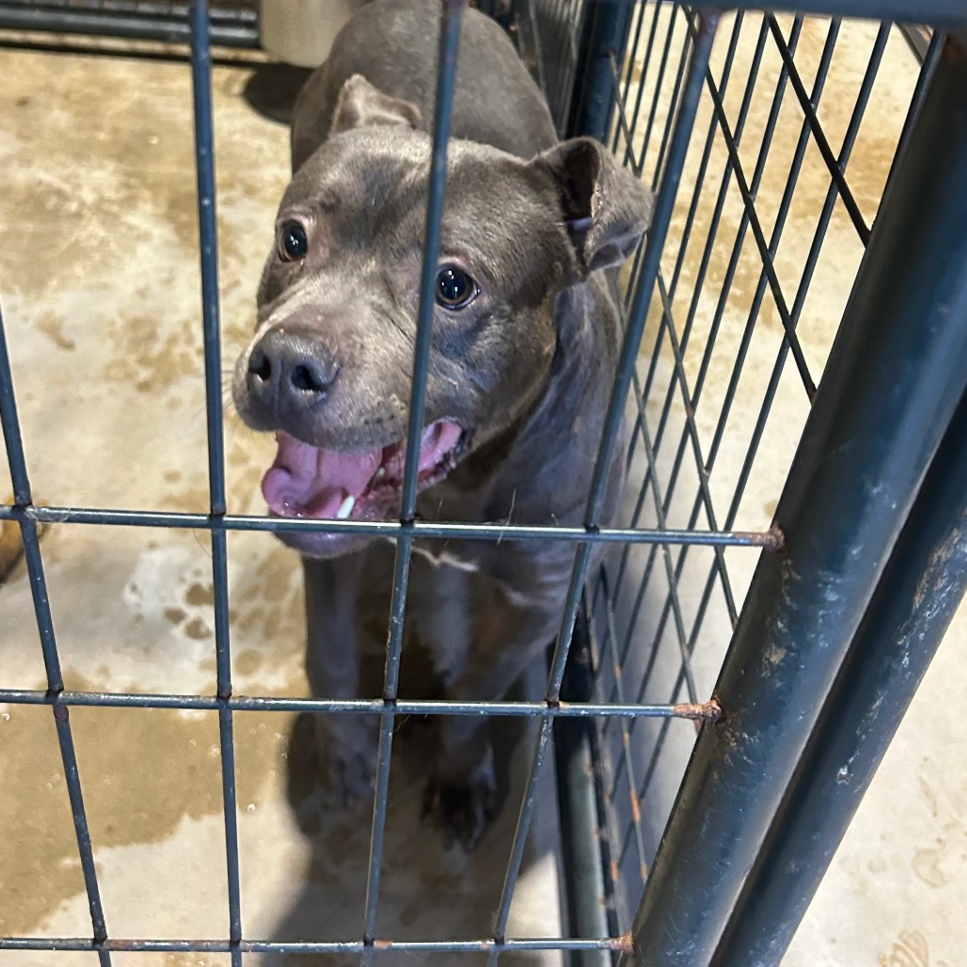 Found pet