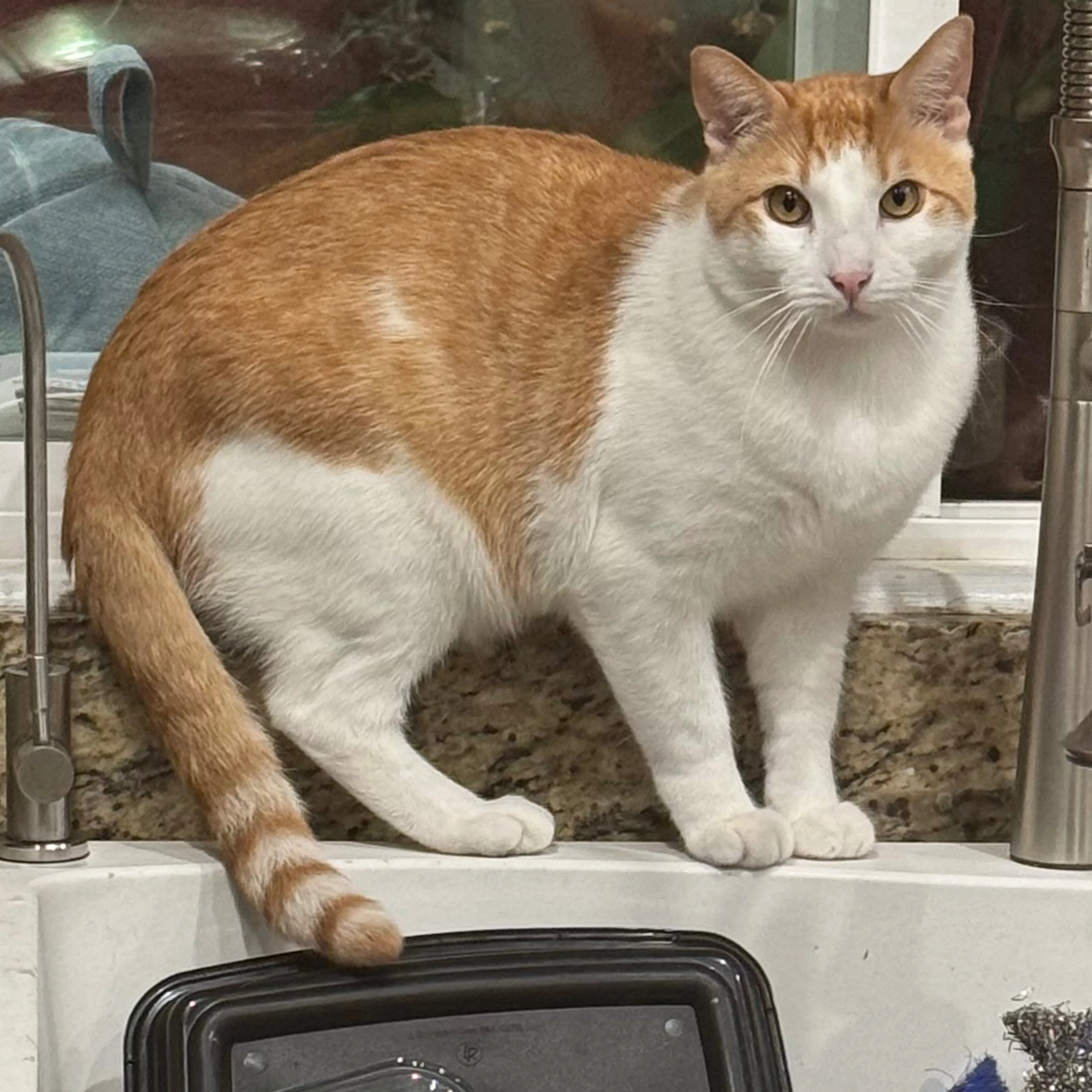 Lost pet-3