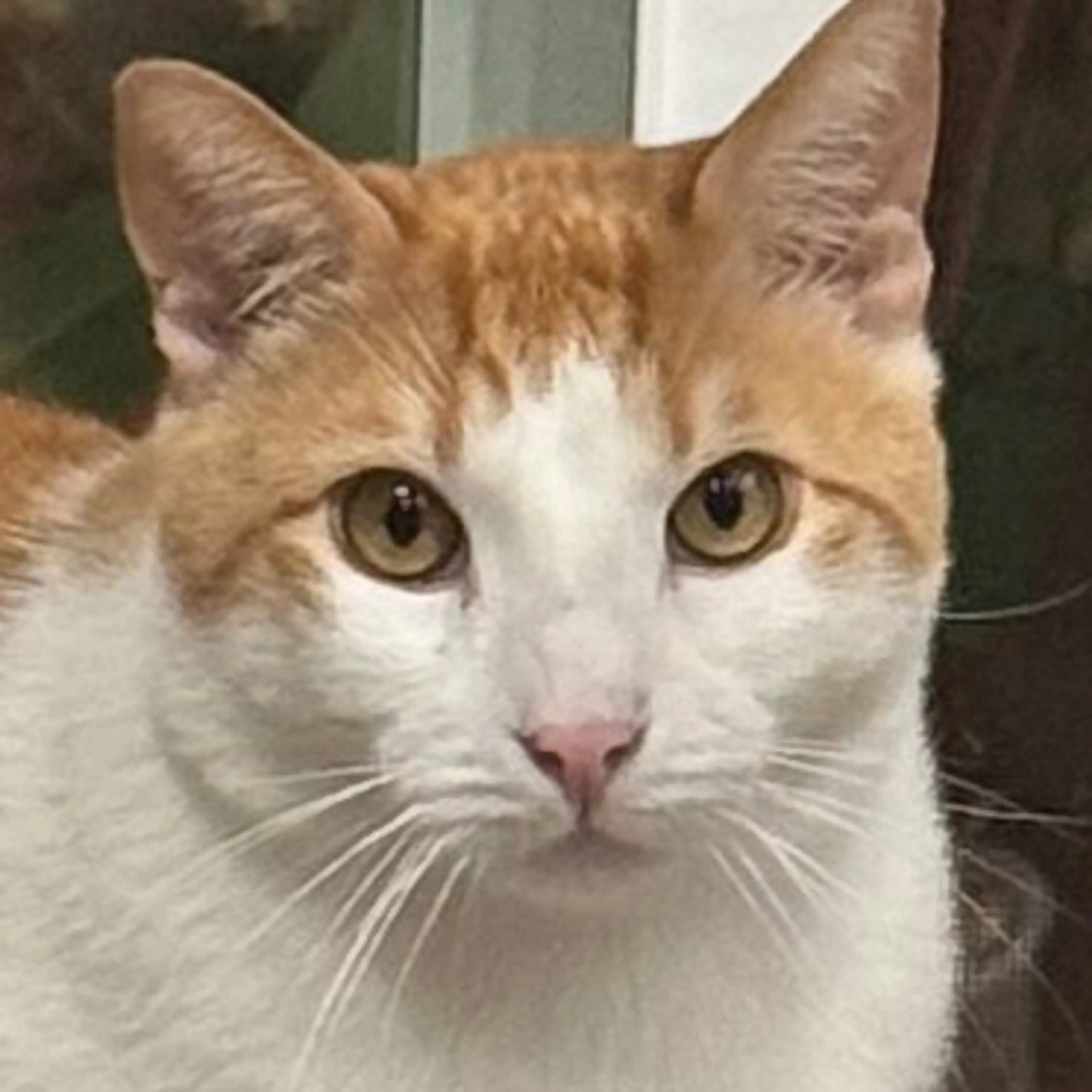 Lost pet-2