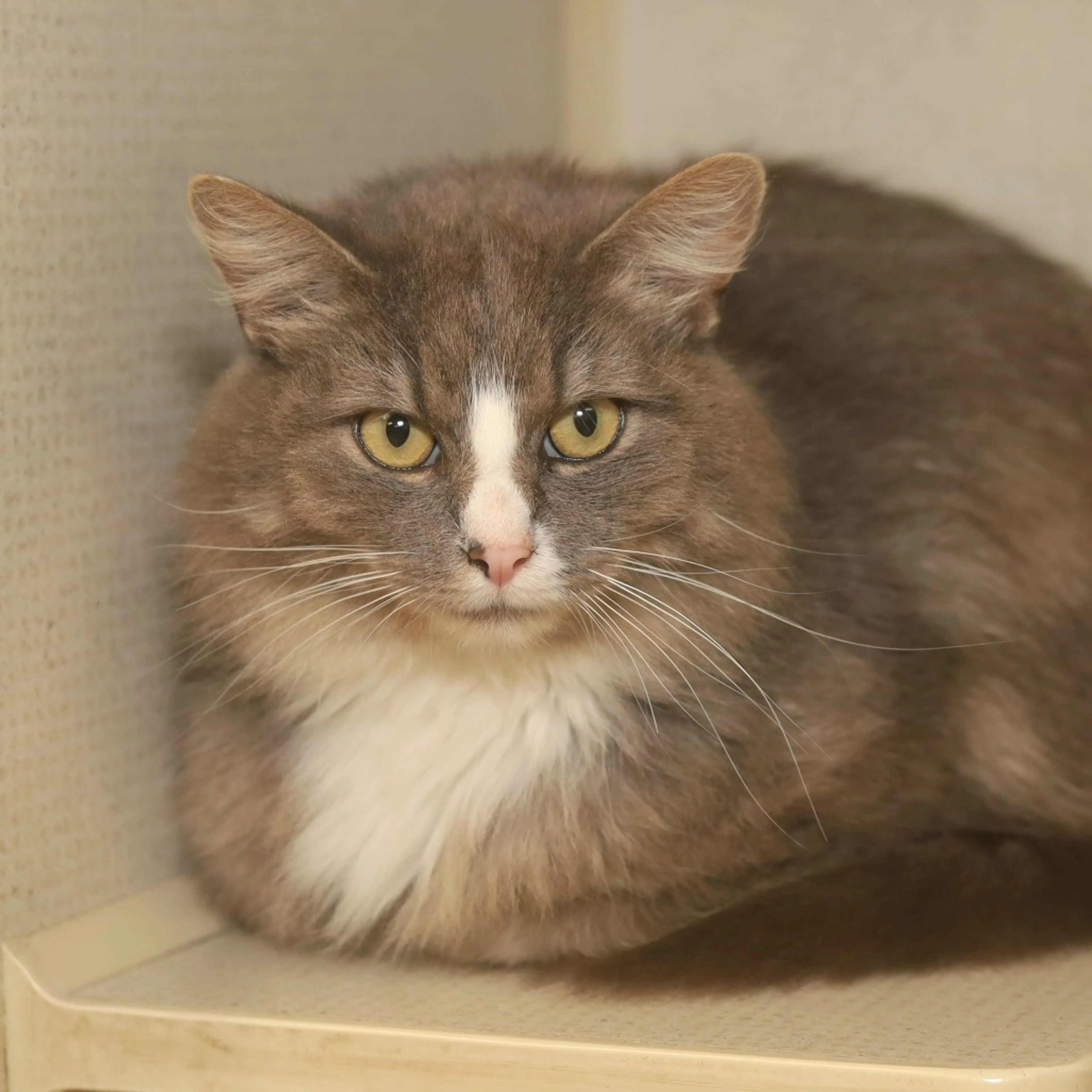 Found pet-2
