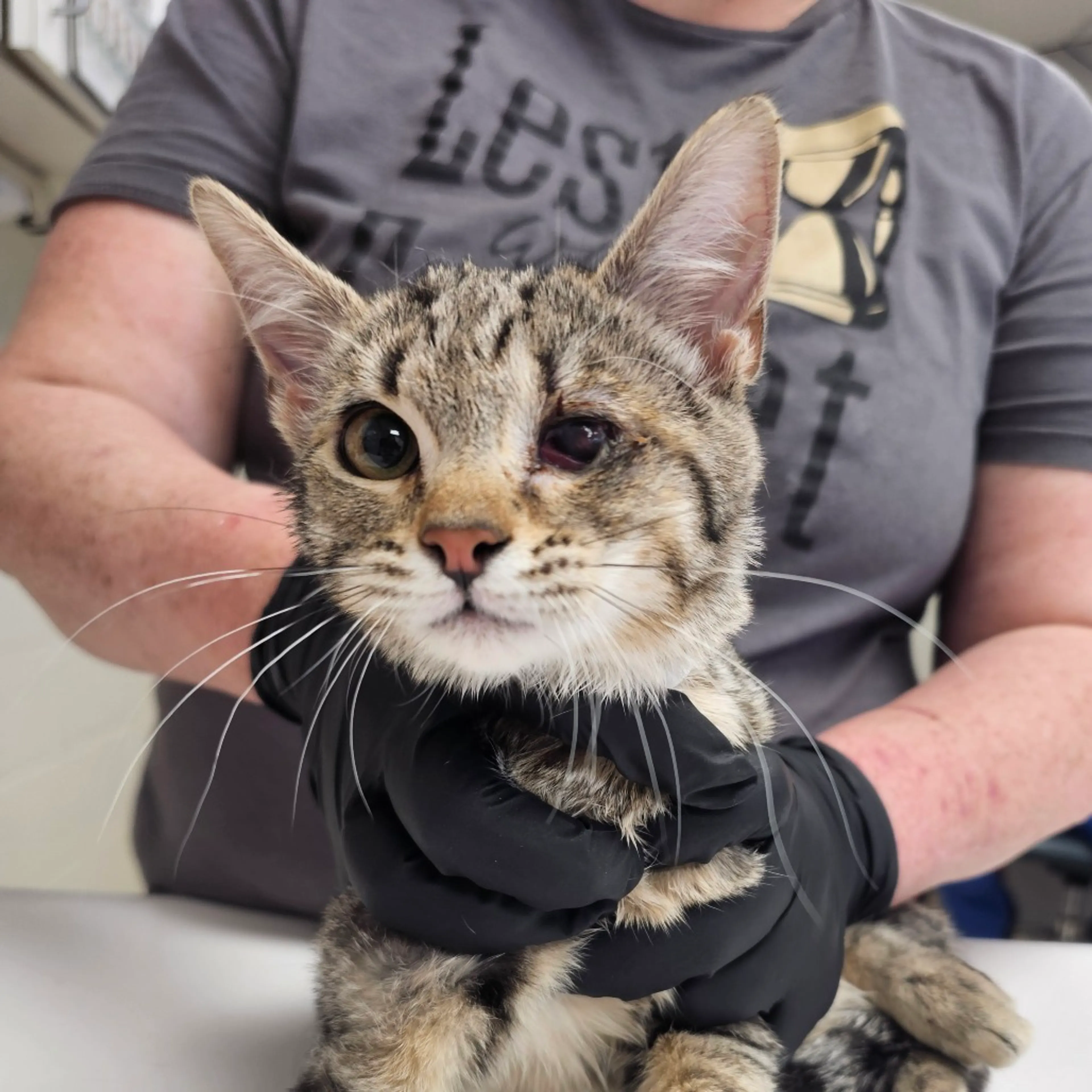 Found pet