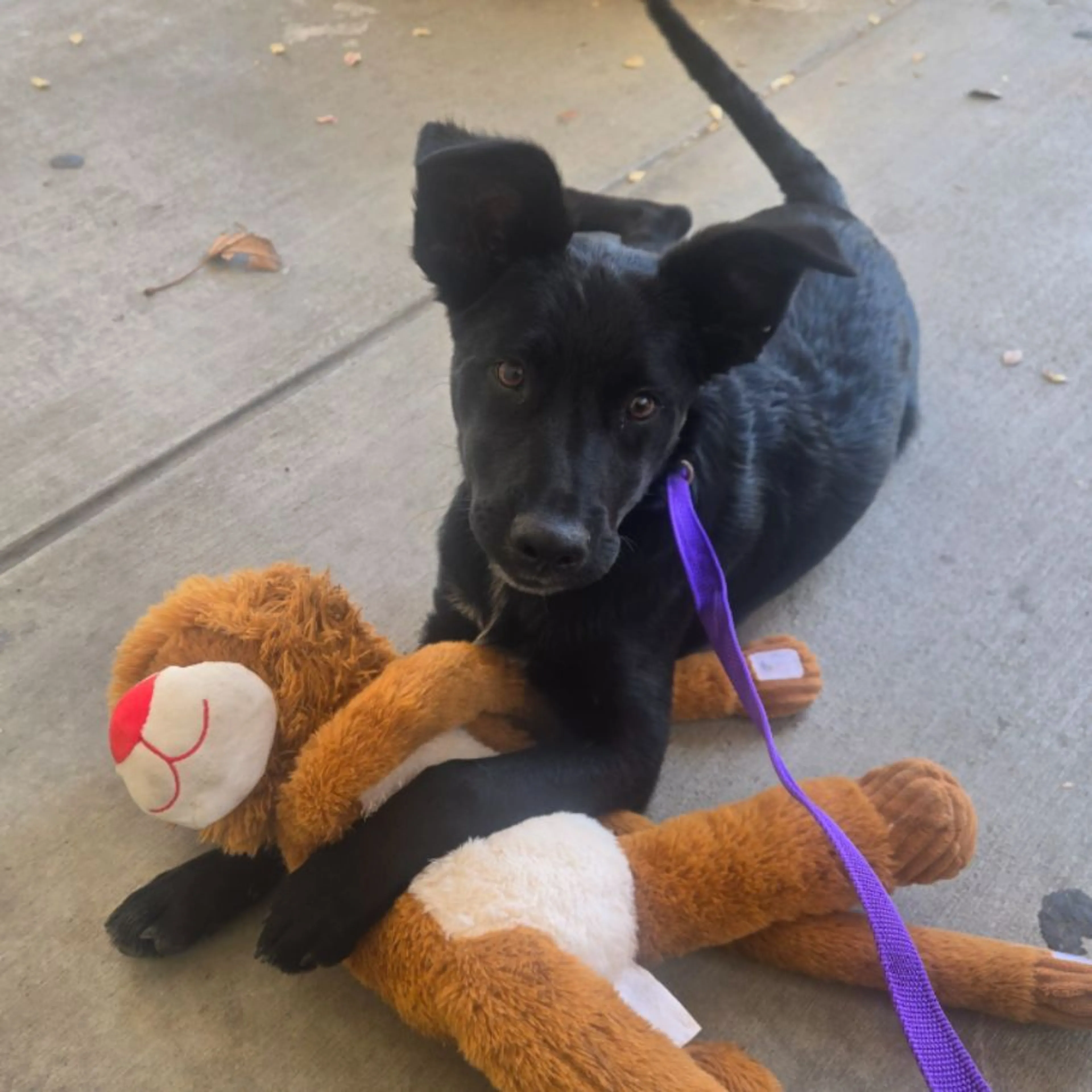 Found pet