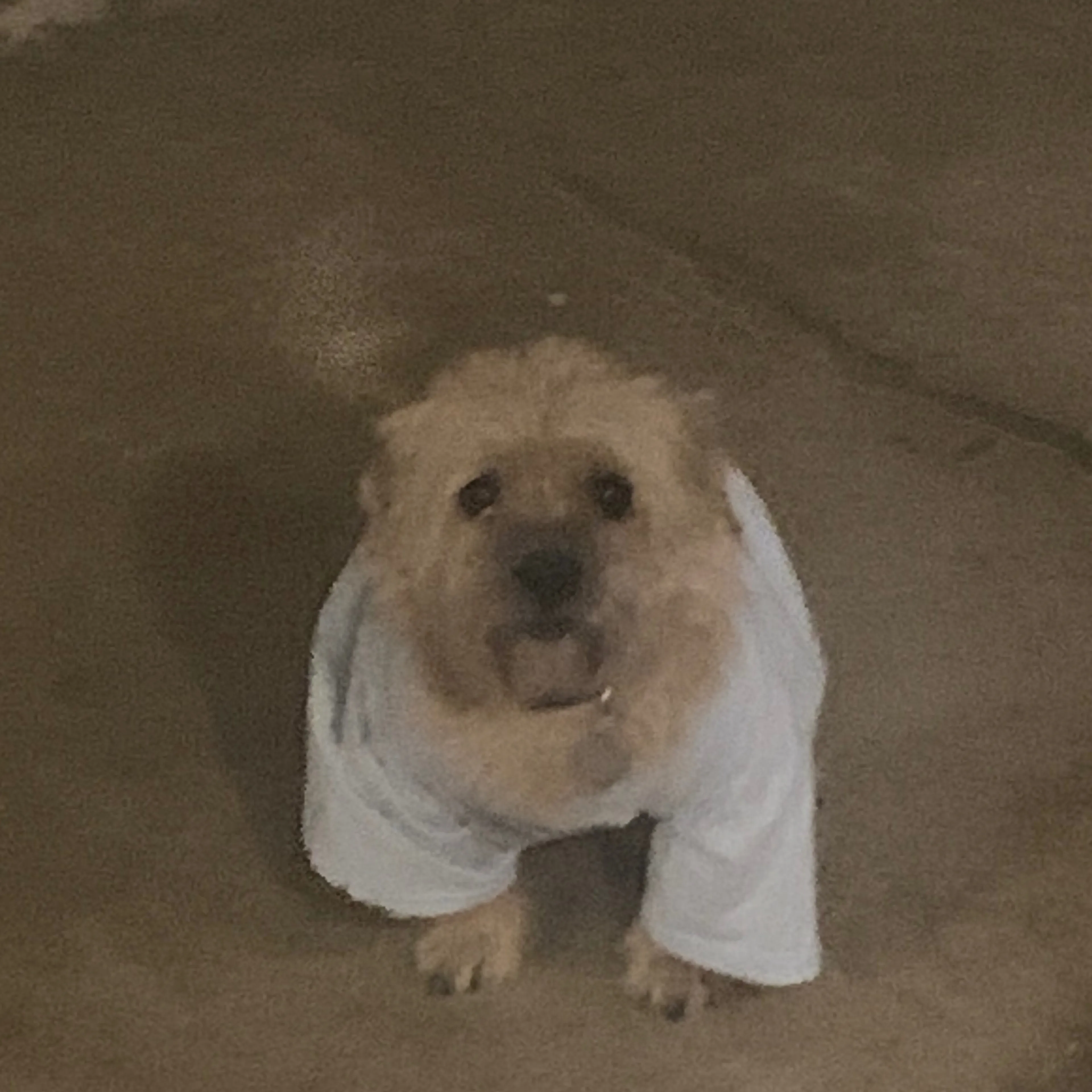 Lost pet-1