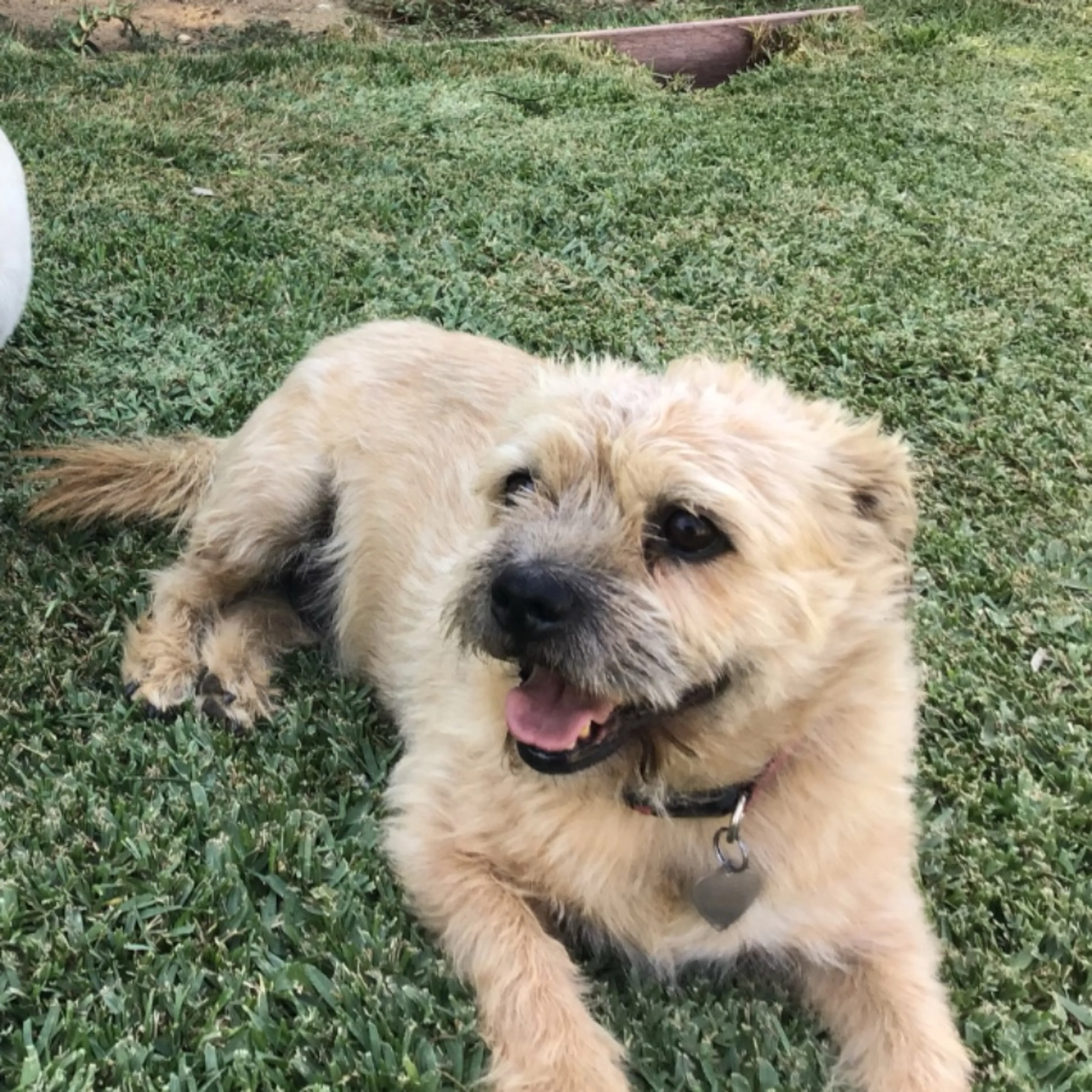 Lost pet-0