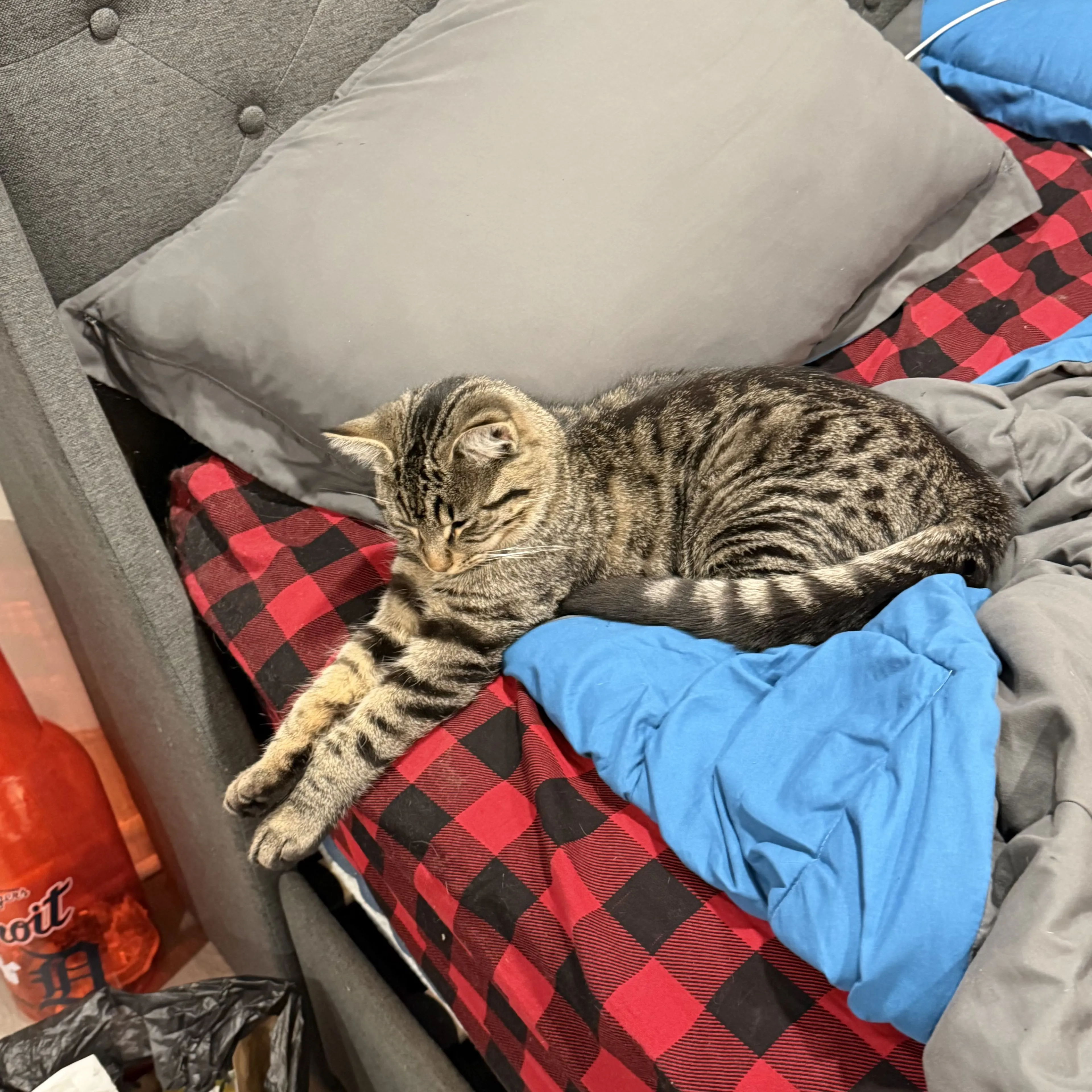 Lost pet-1