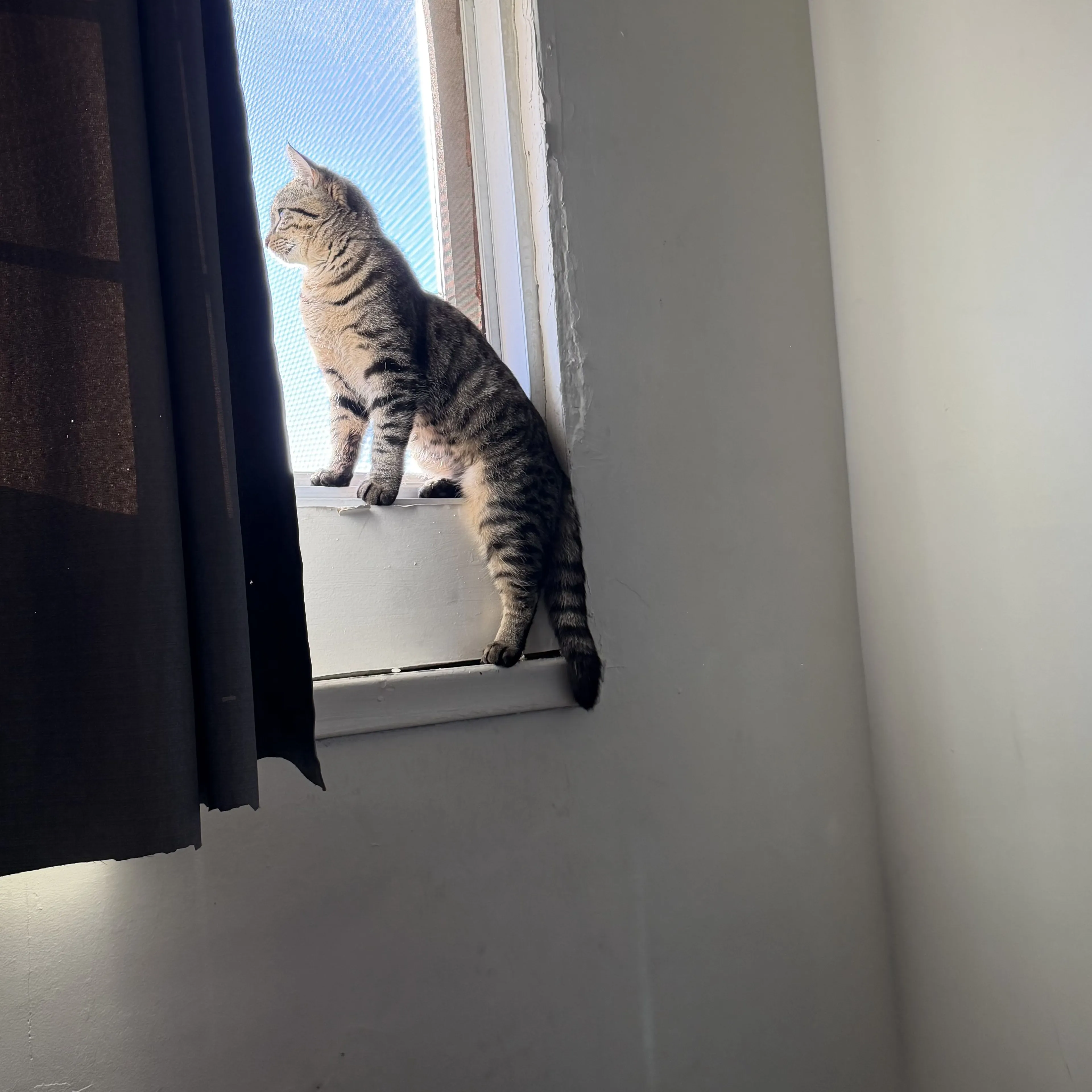 Lost pet-0