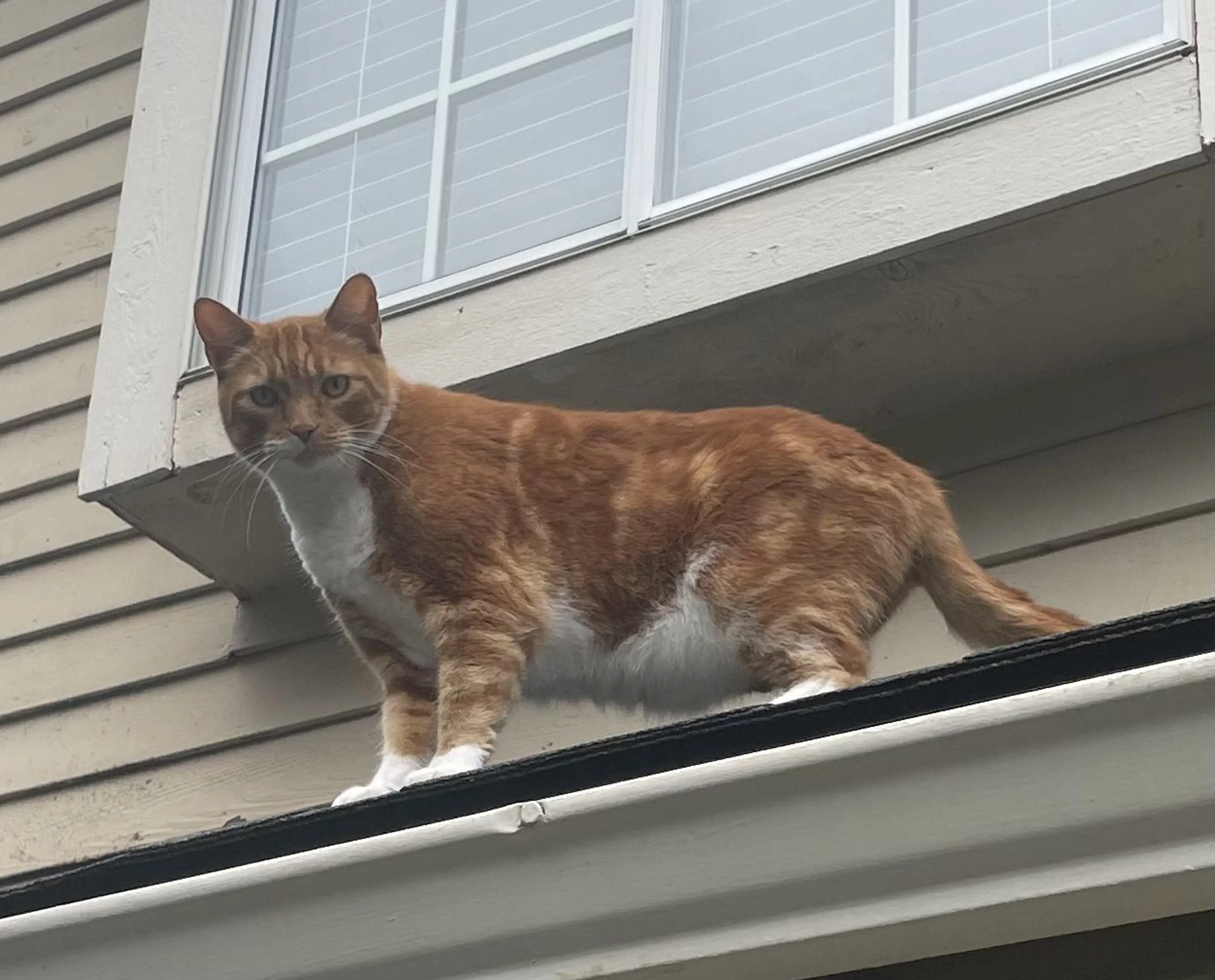 Lost pet