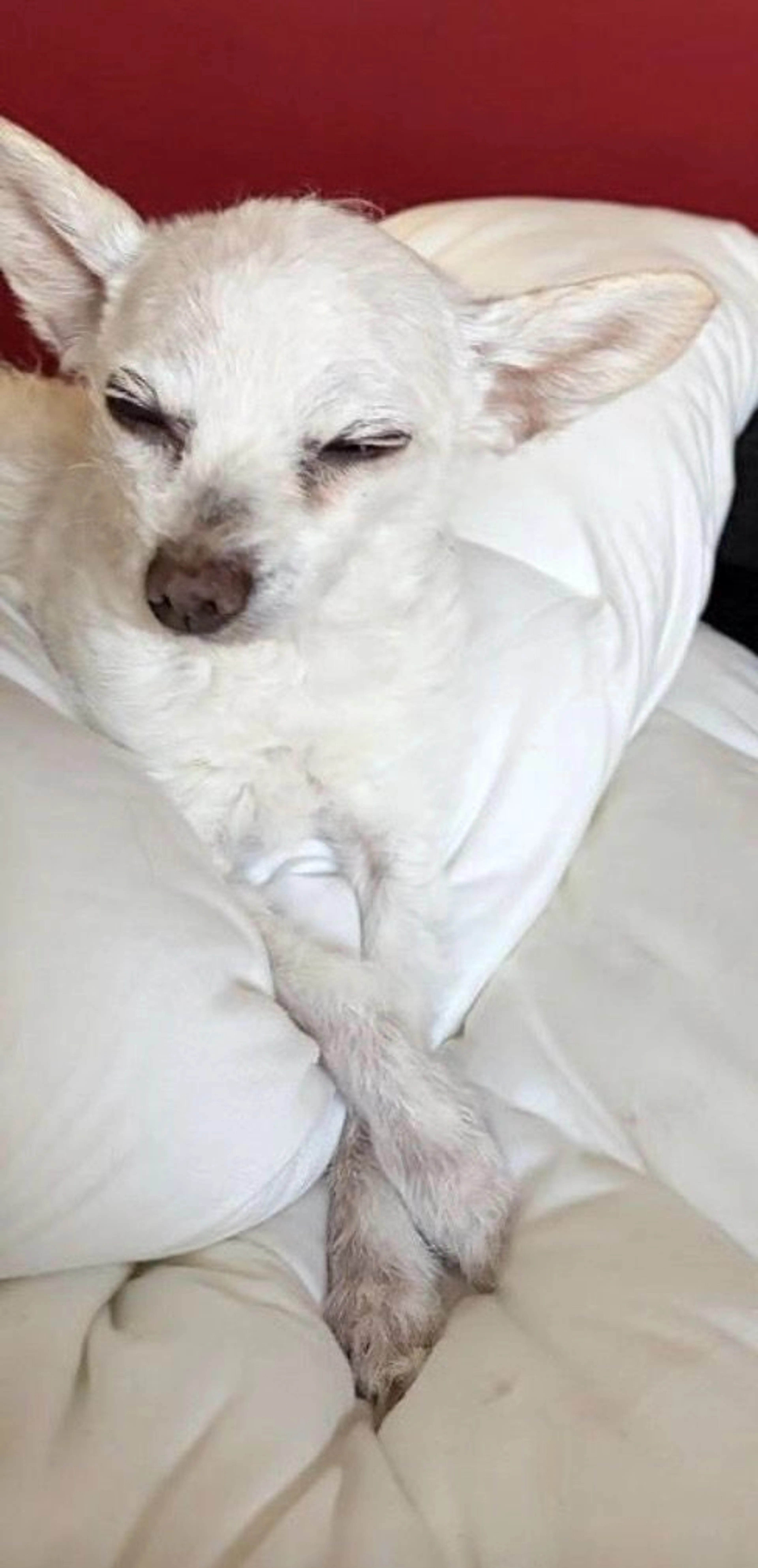 Lost pet