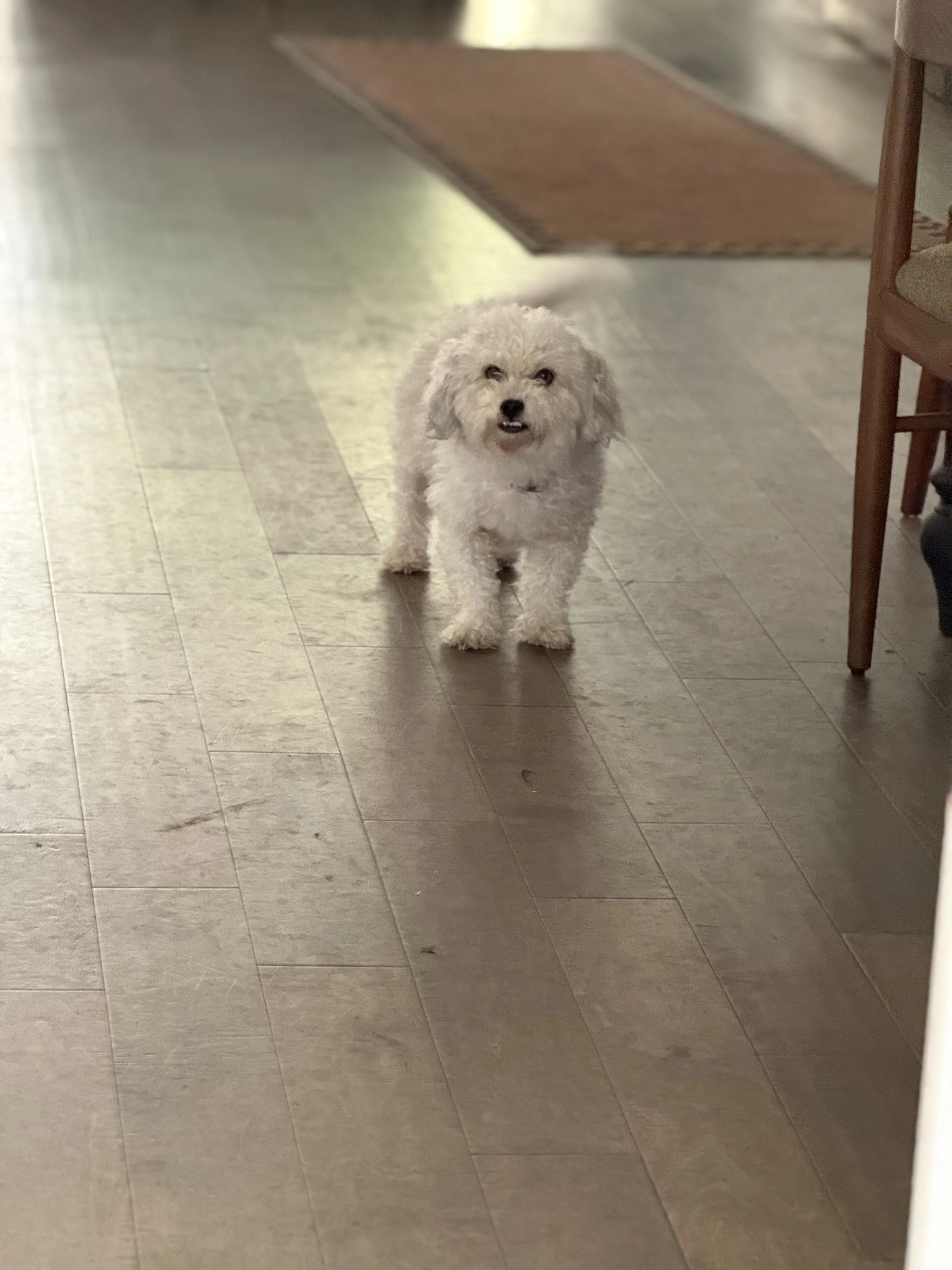 Lost pet