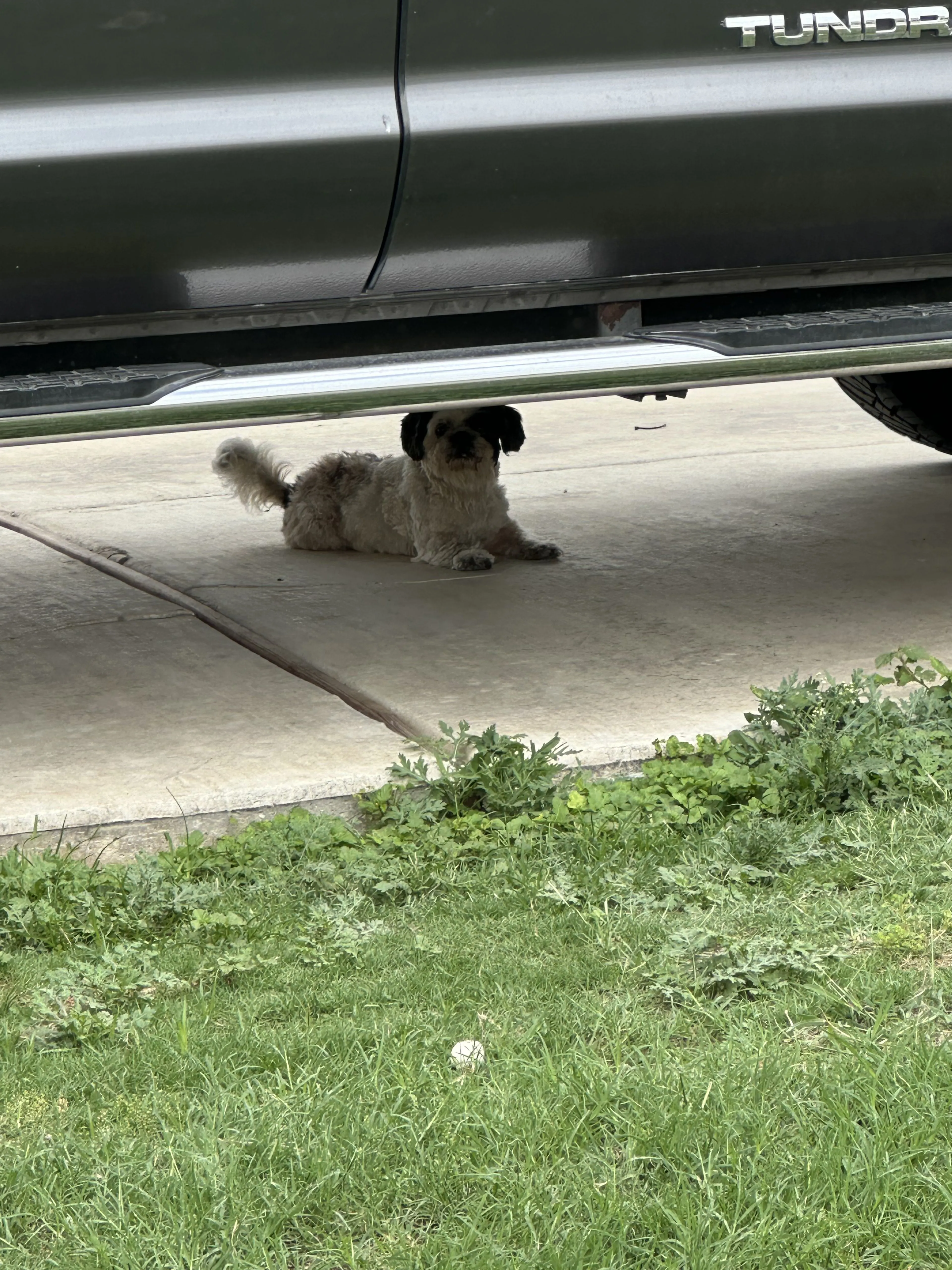Lost pet