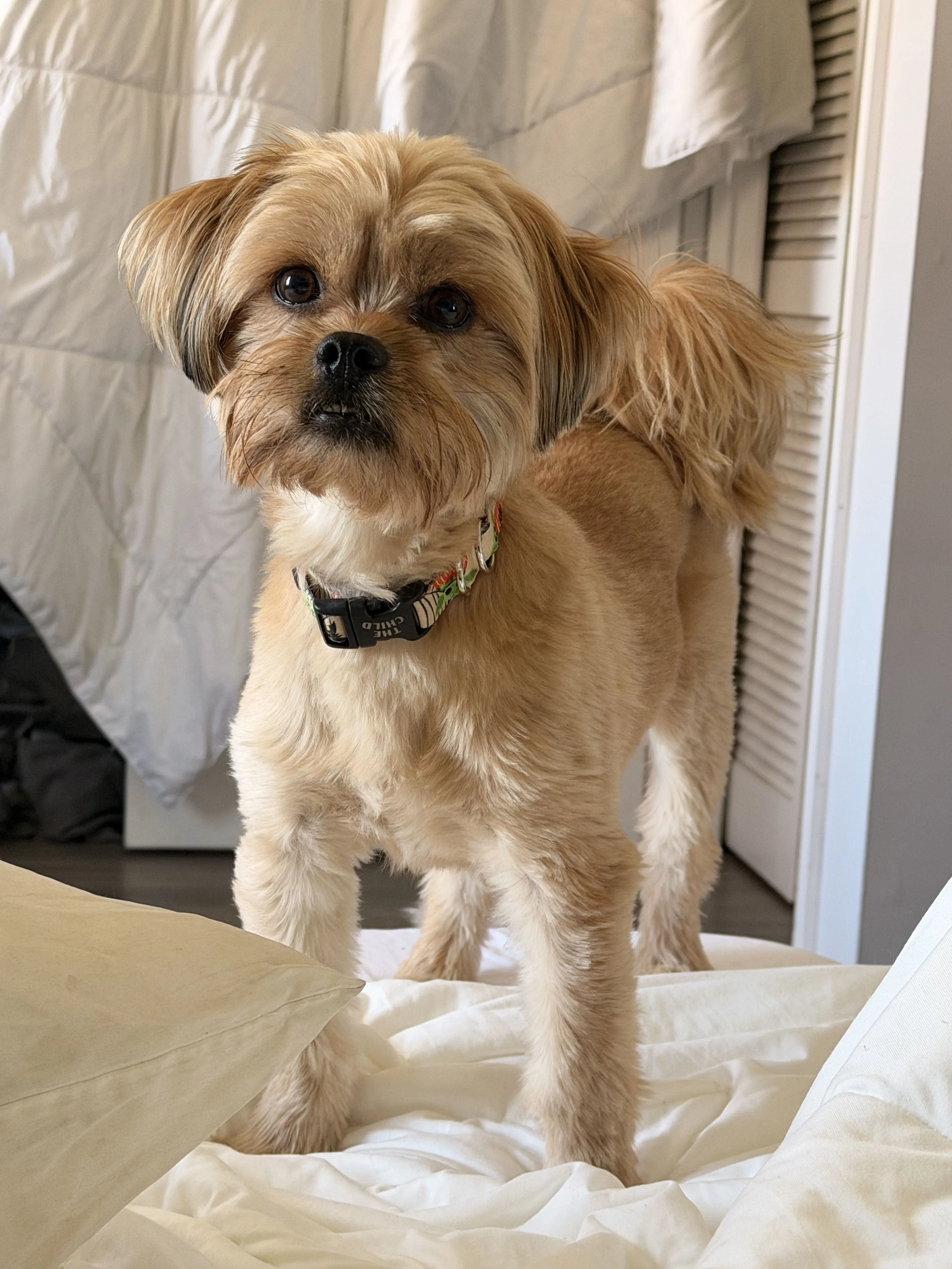 Lost pet-1