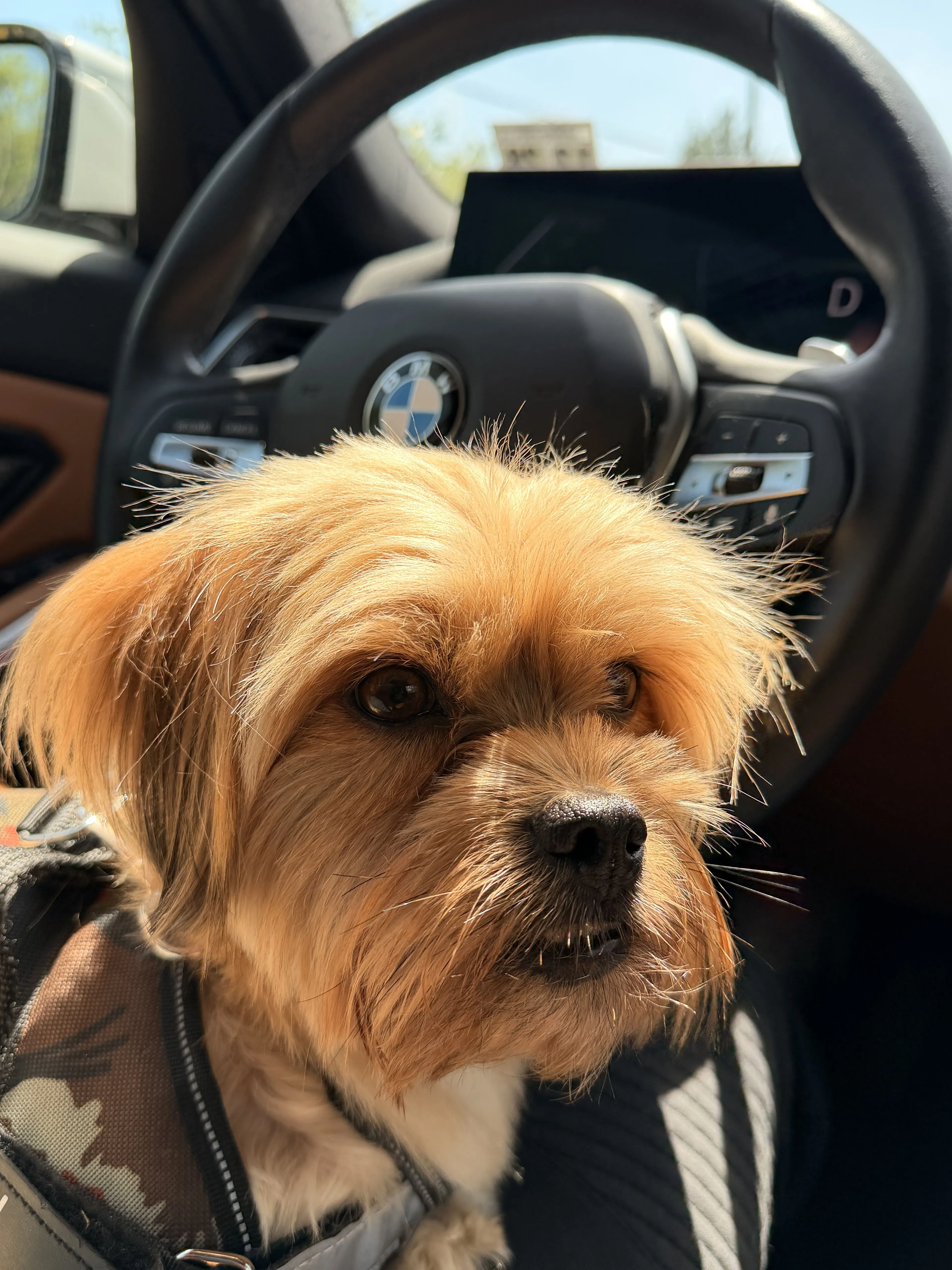 Lost pet-2