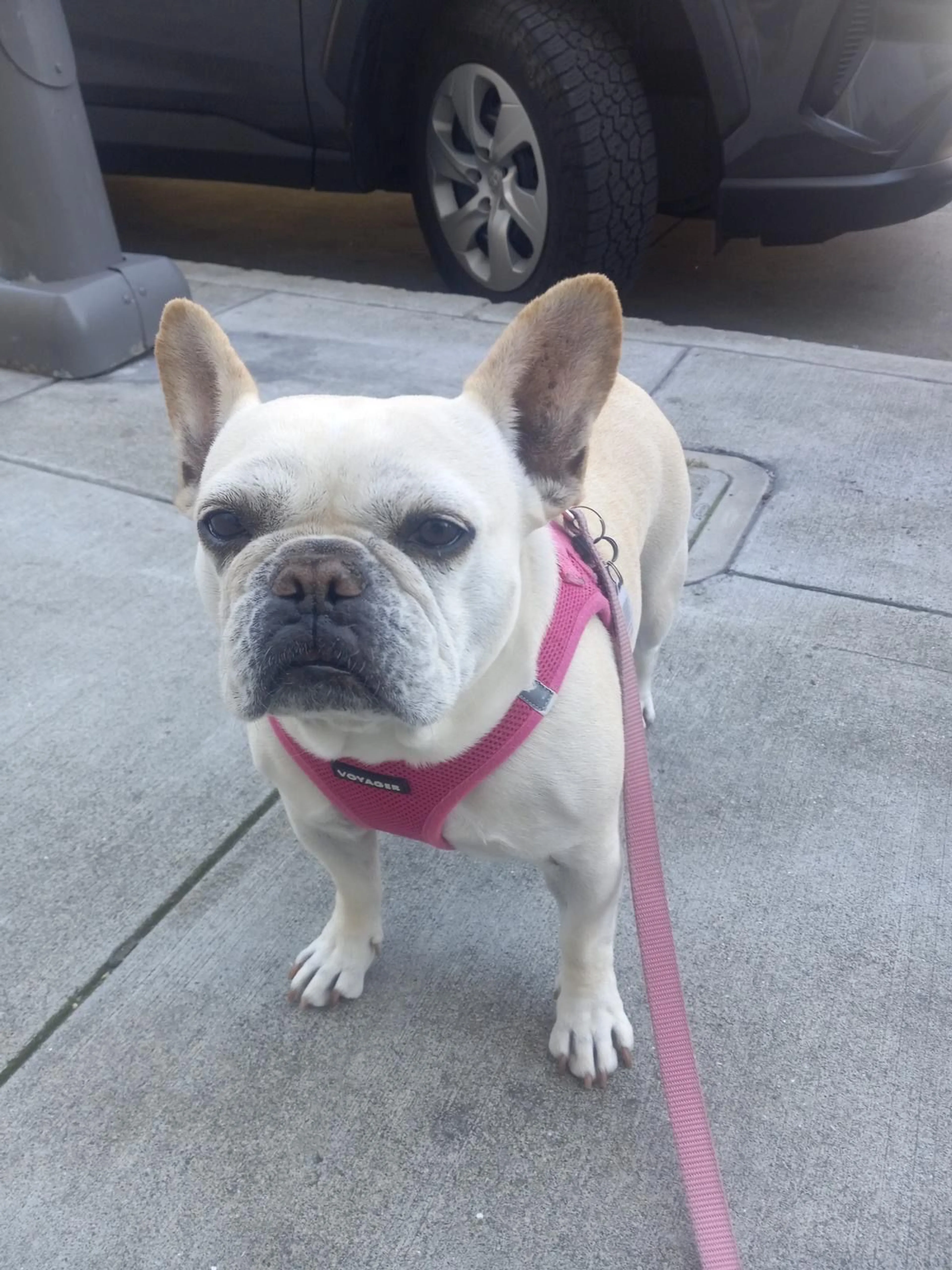 Lost pet