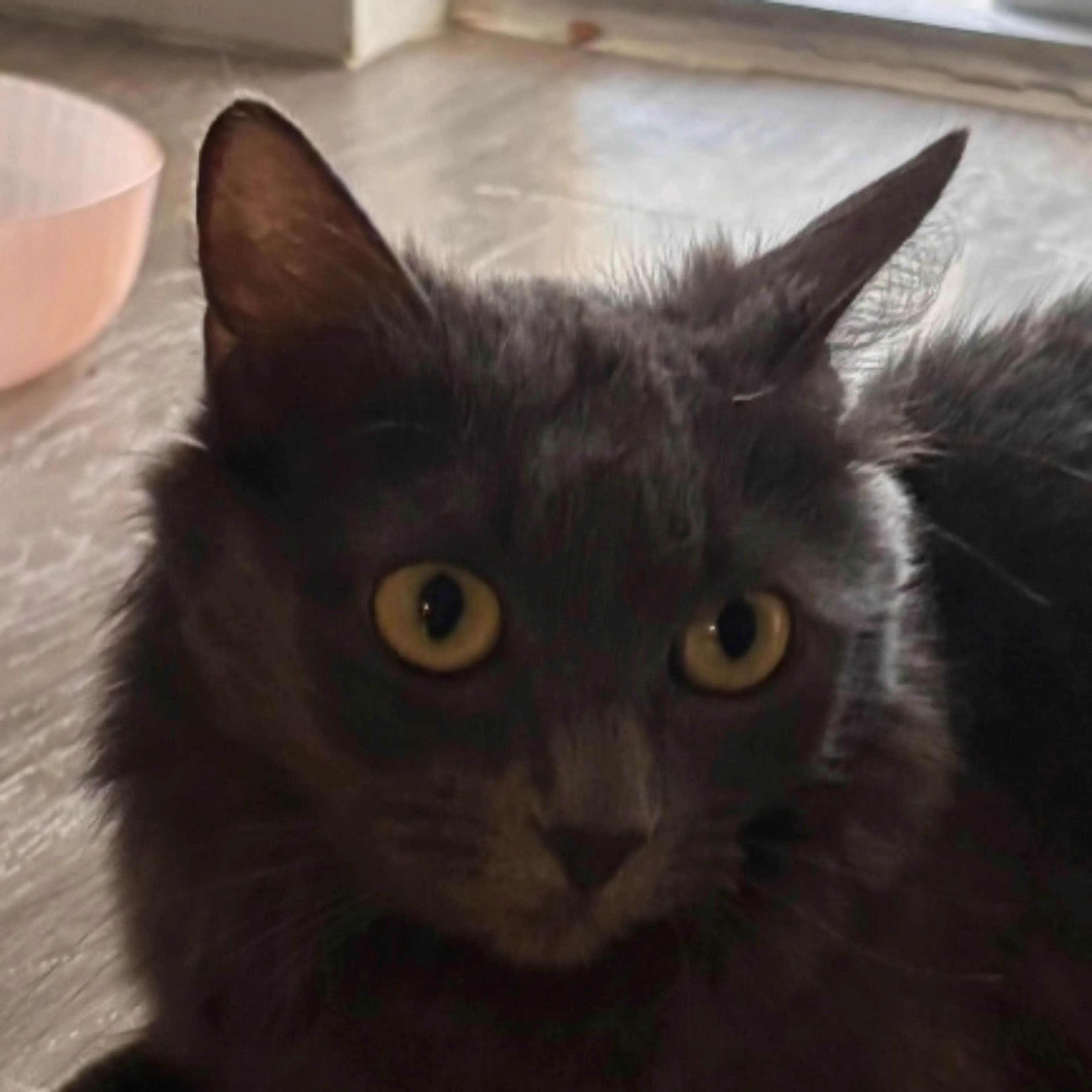 Found pet
