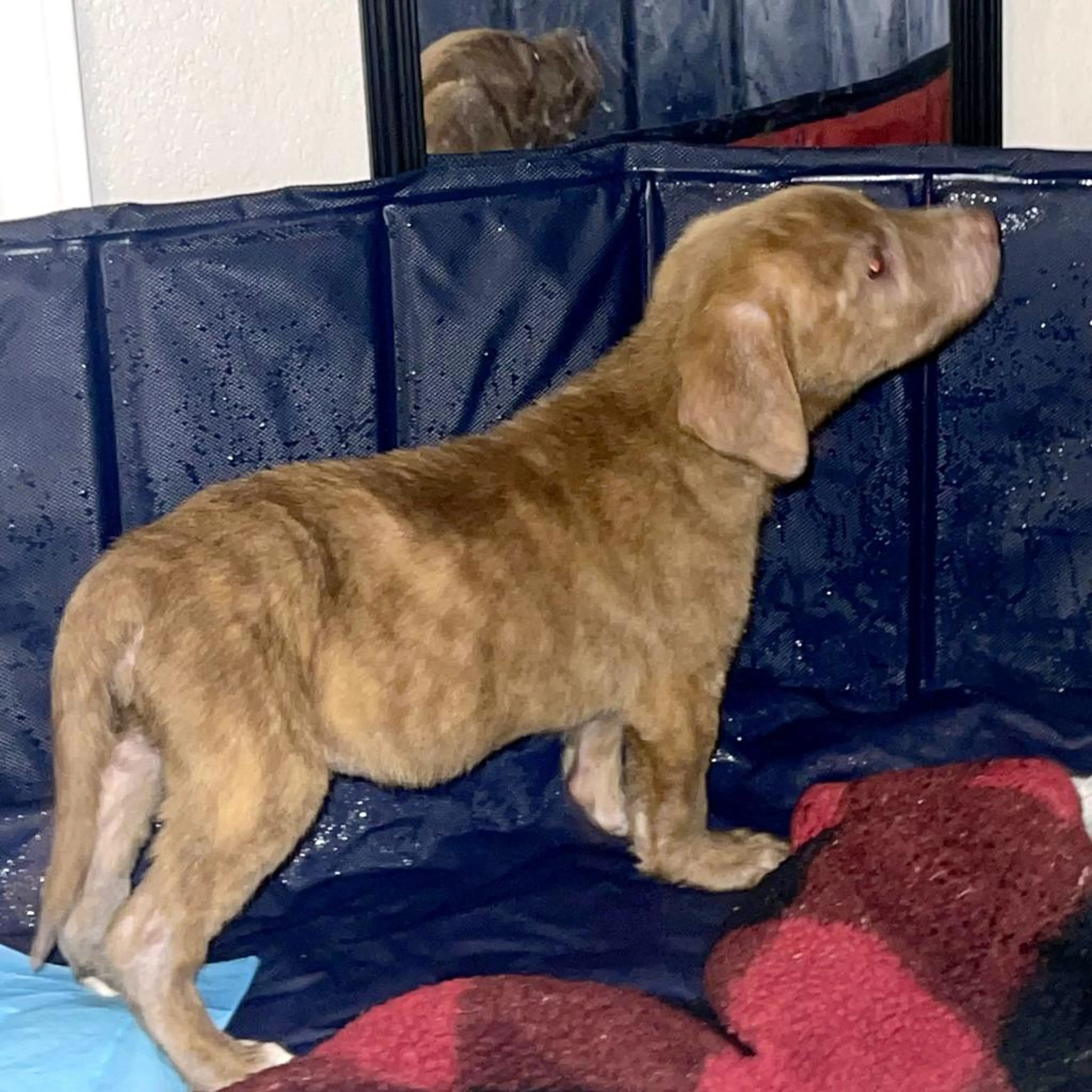 Found pet-11