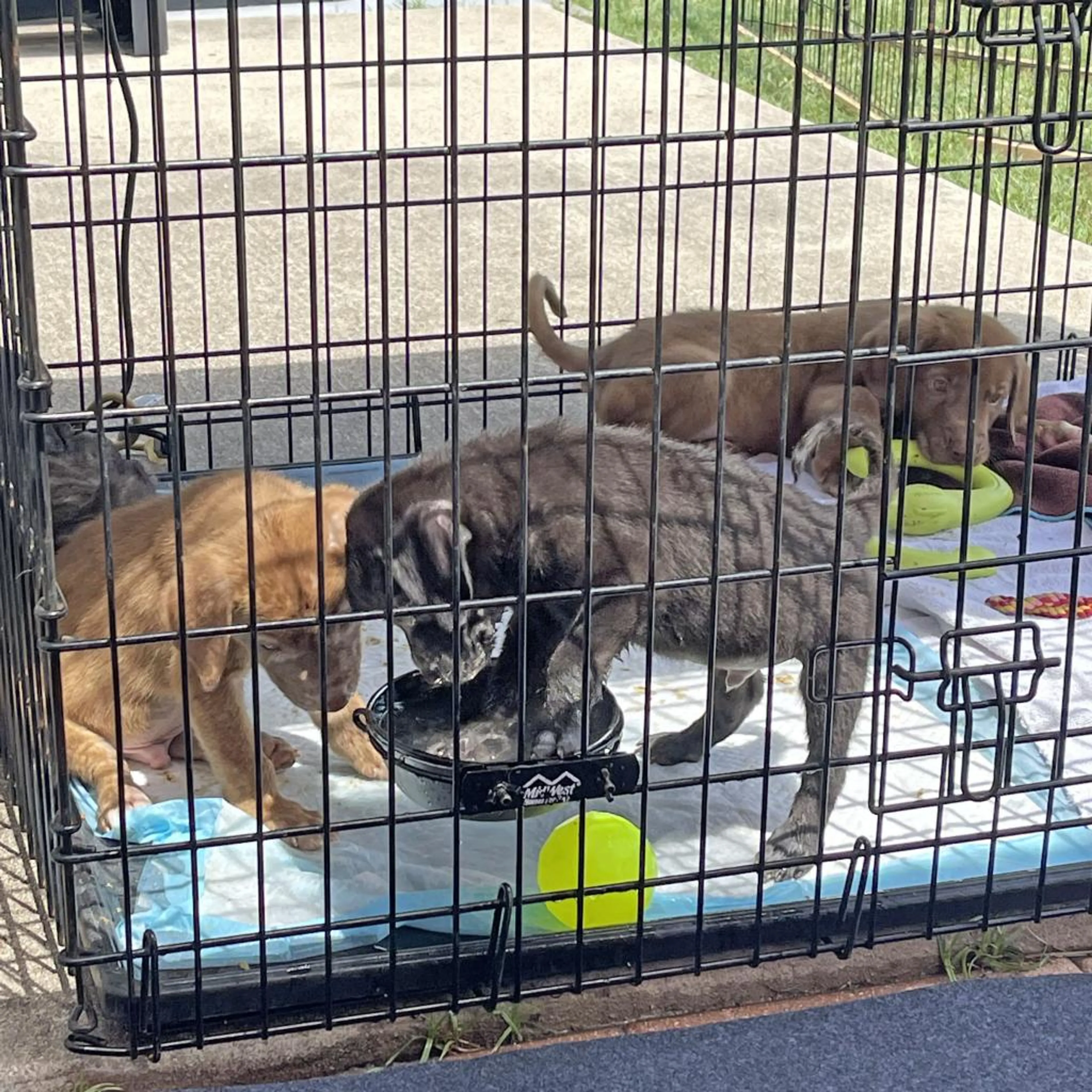 Found pet-7
