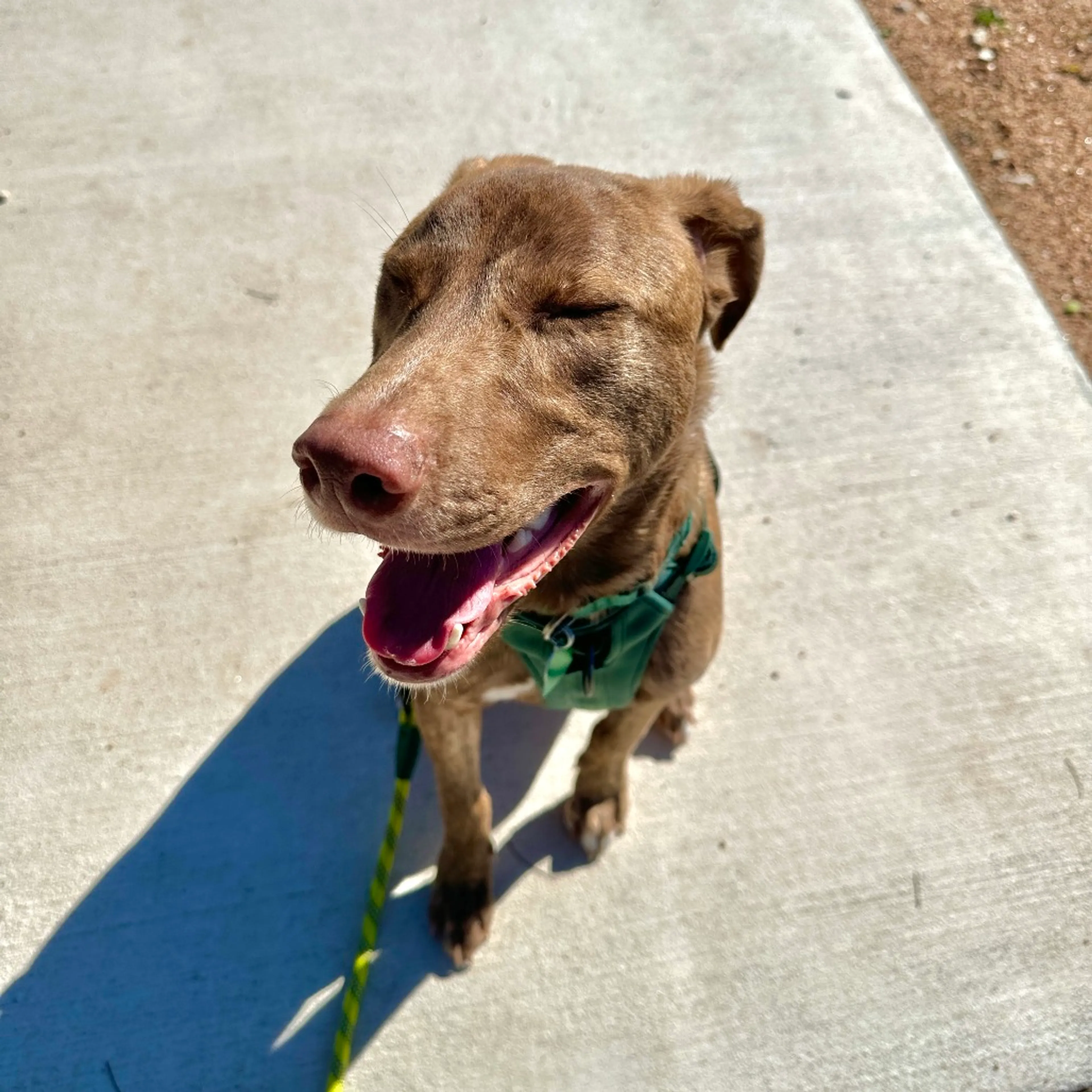 Found pet-6