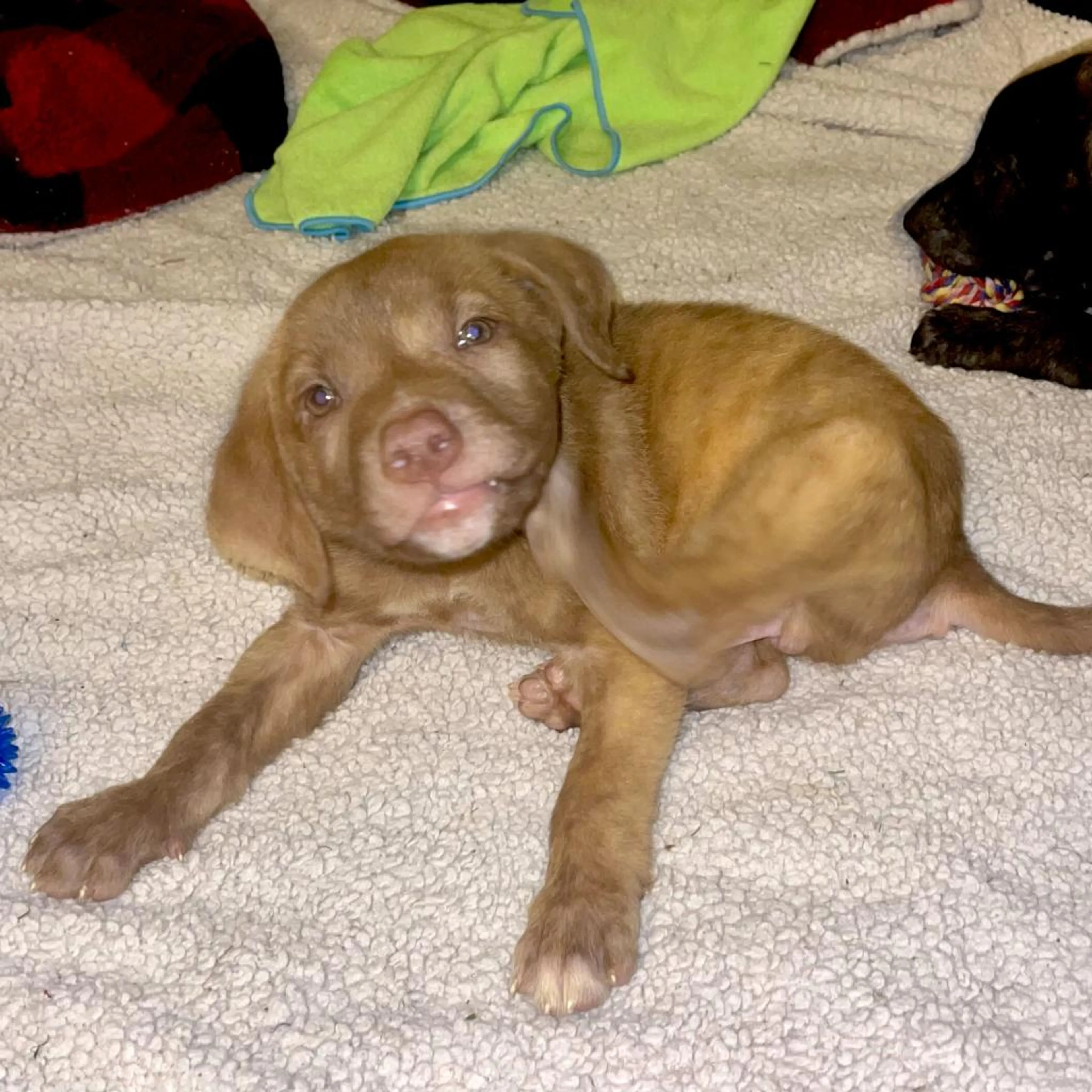 Found pet-10