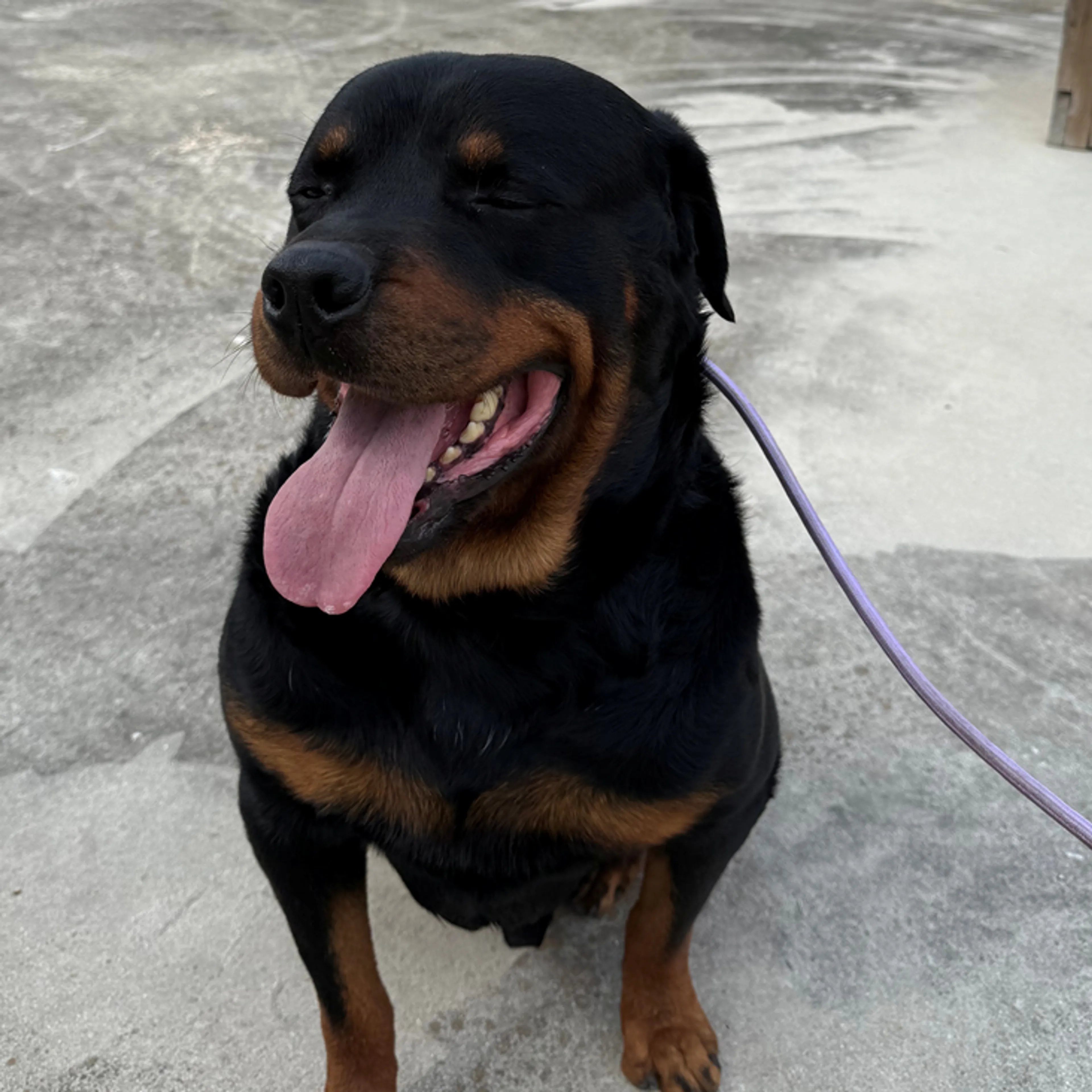 Found pet-1