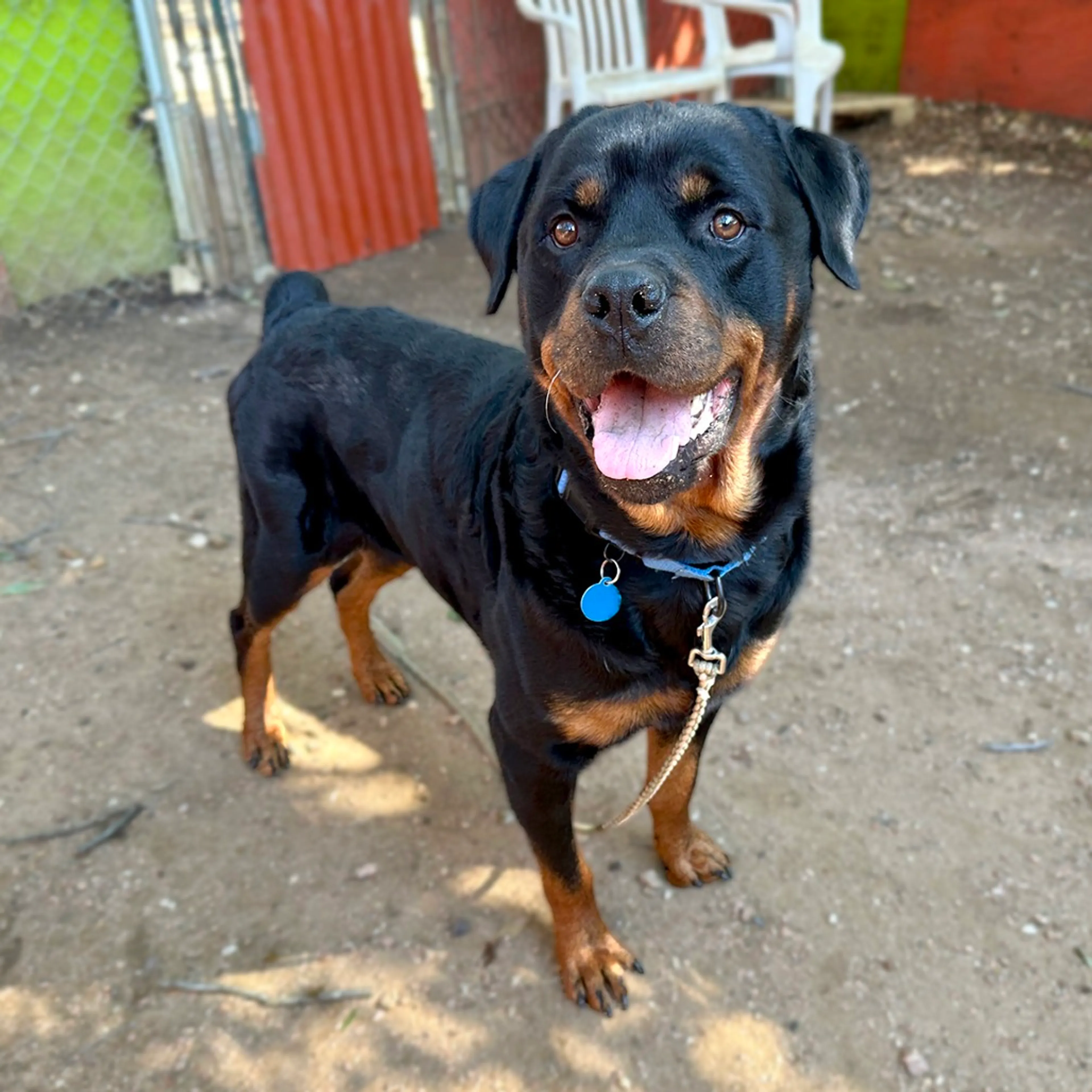 Found pet-8