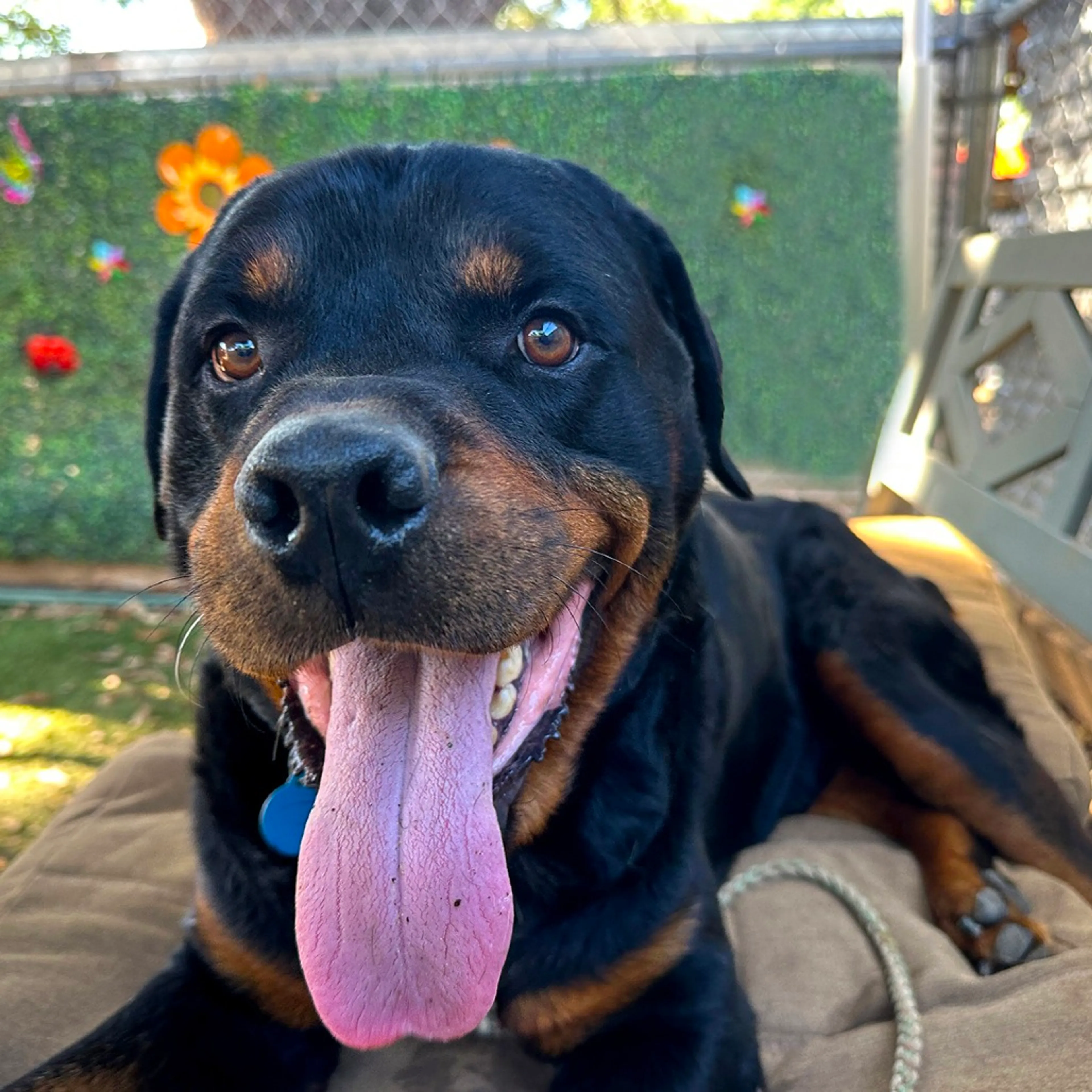 Found pet-9