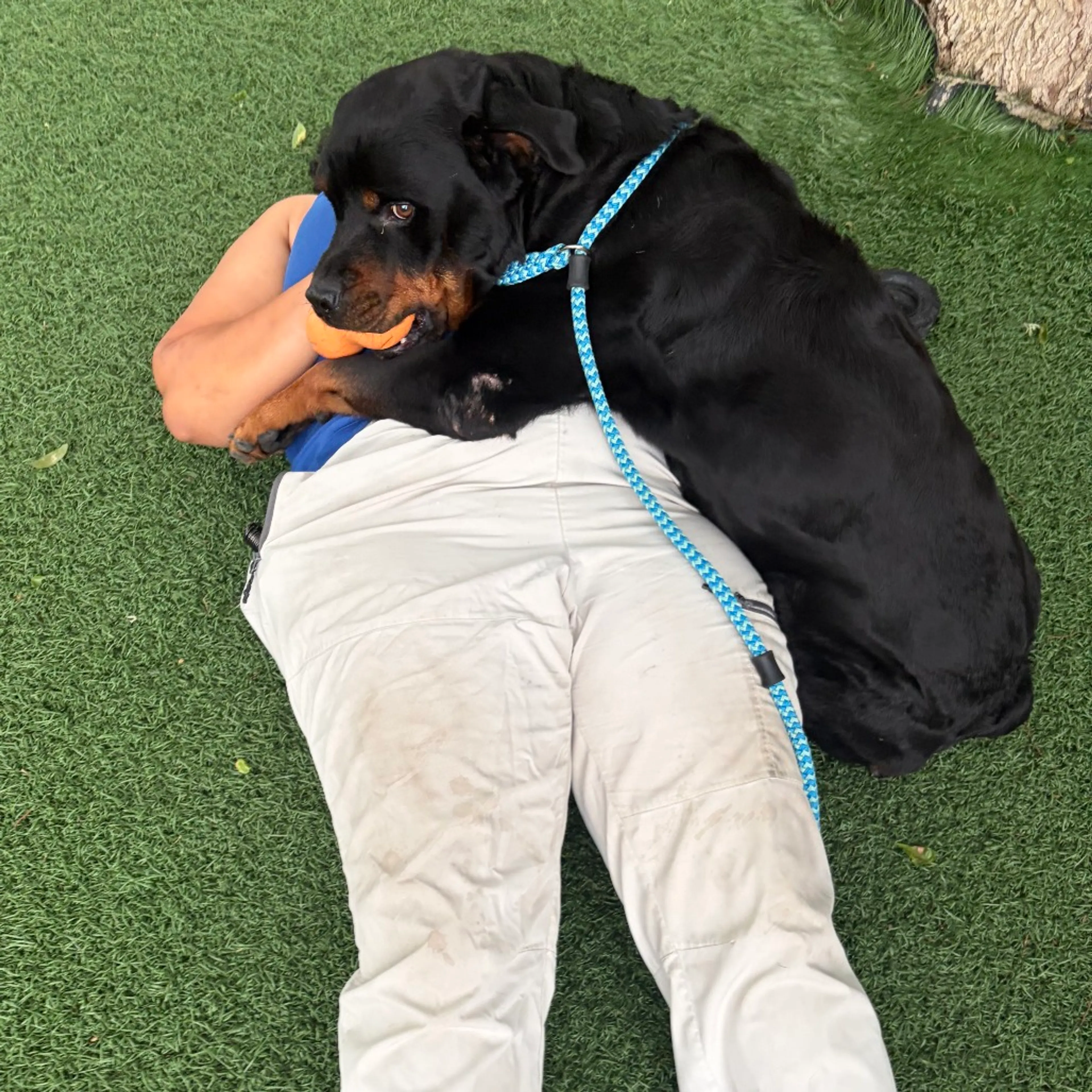 Found pet-3