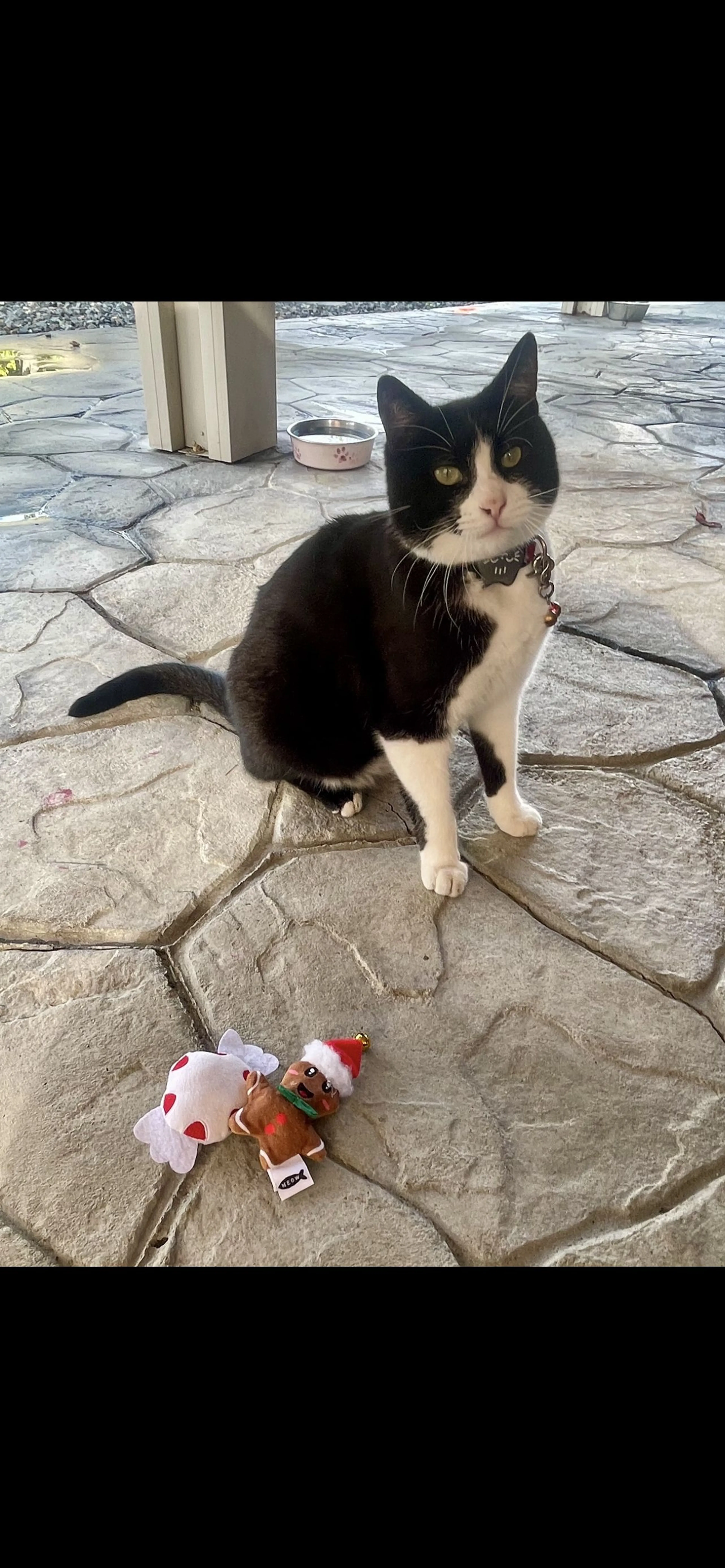 Lost pet