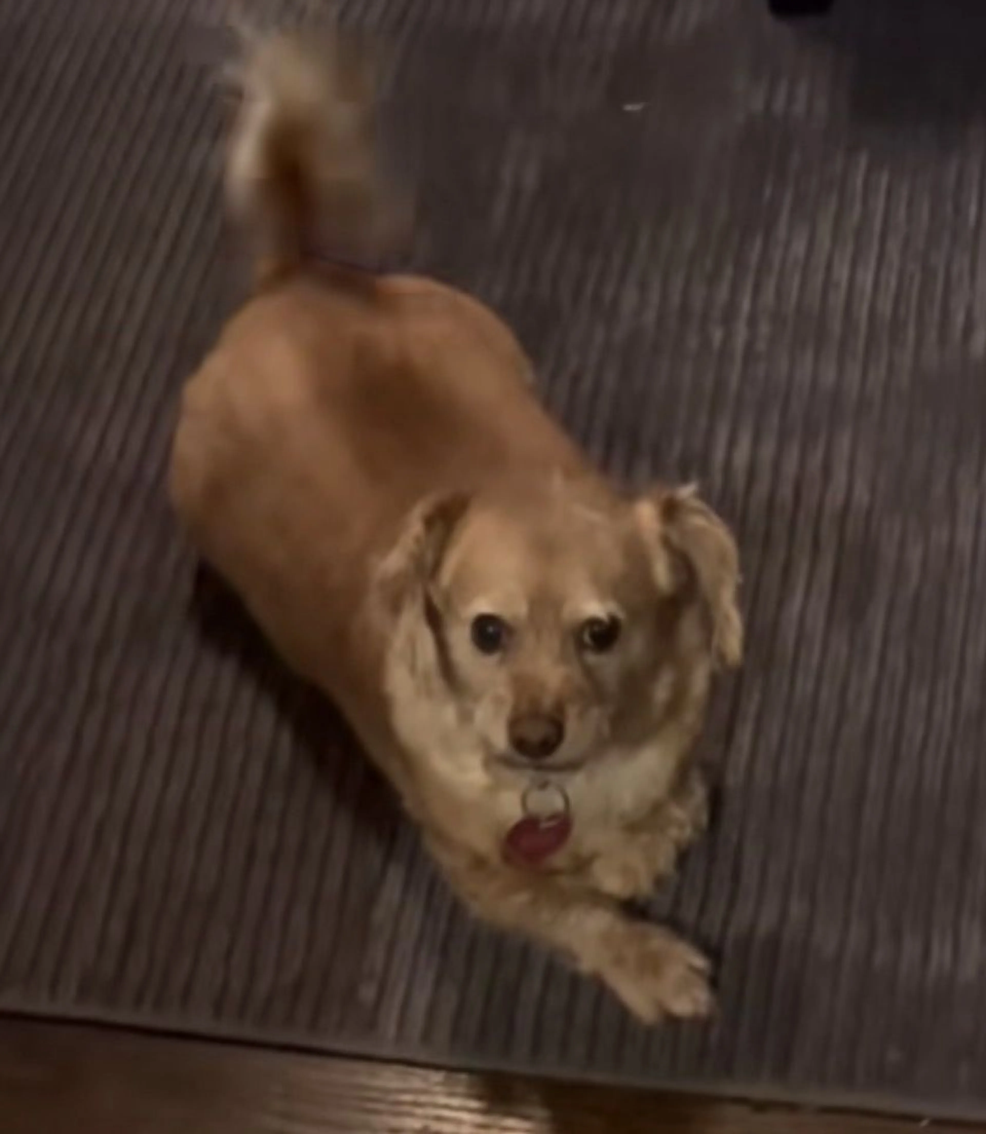 Lost pet-0