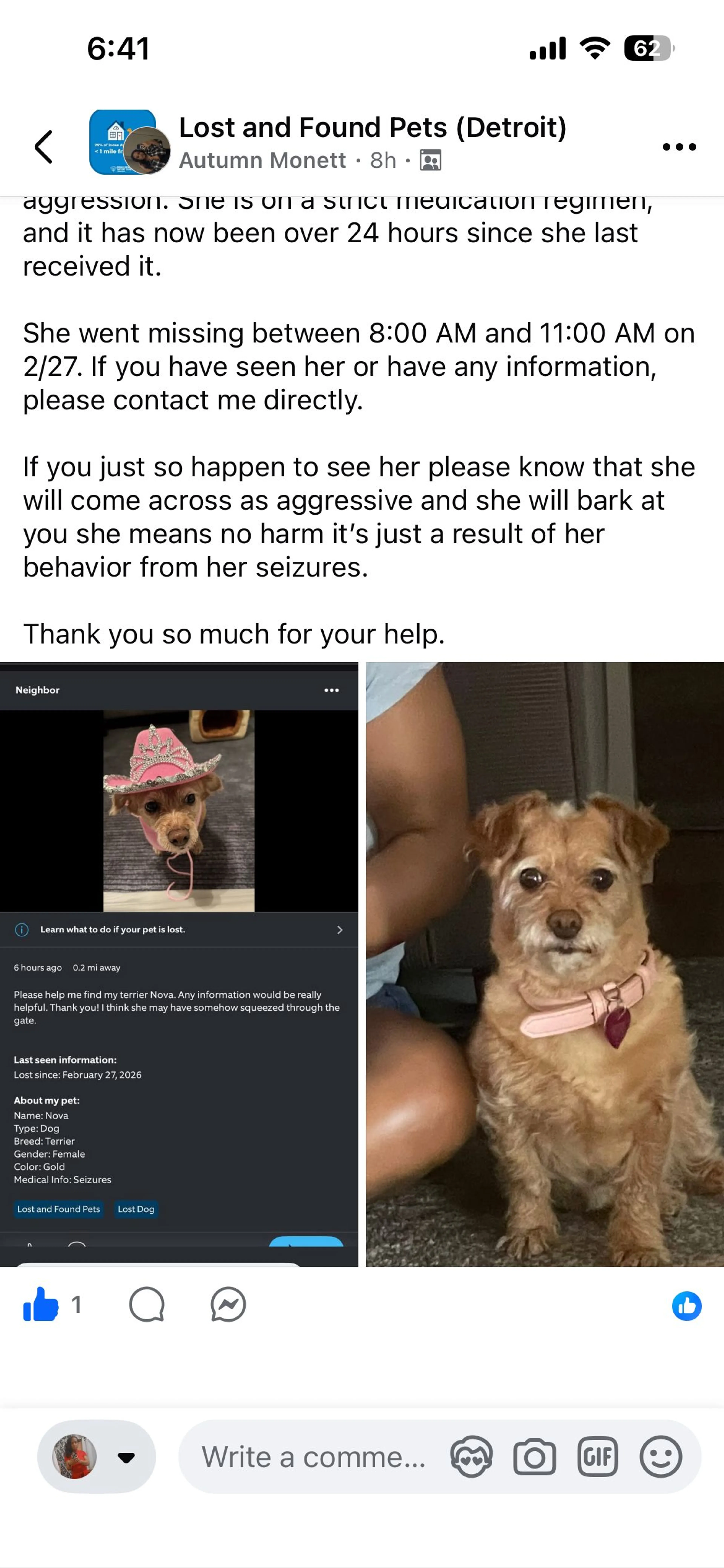 Lost pet-2