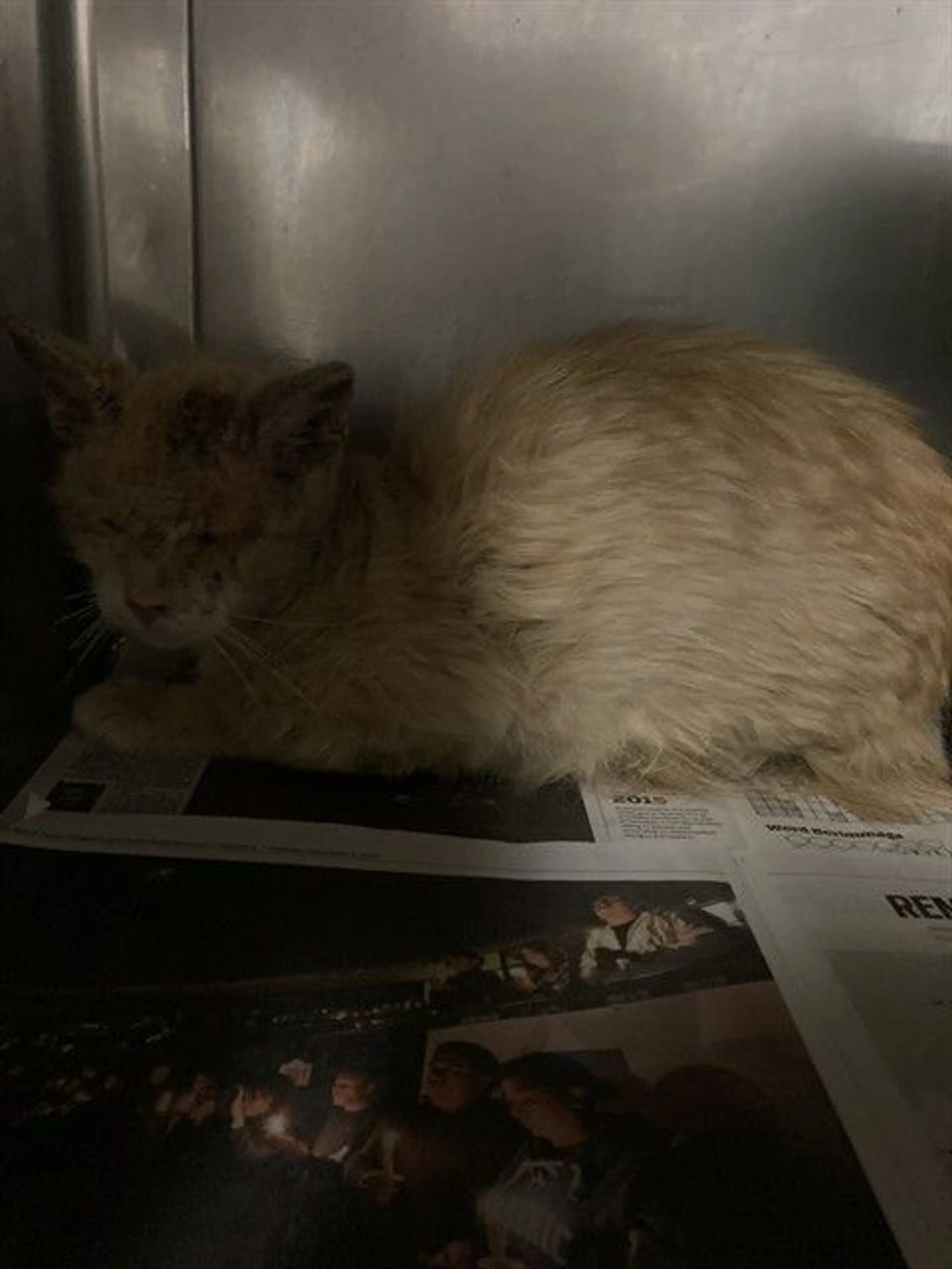 Found pet