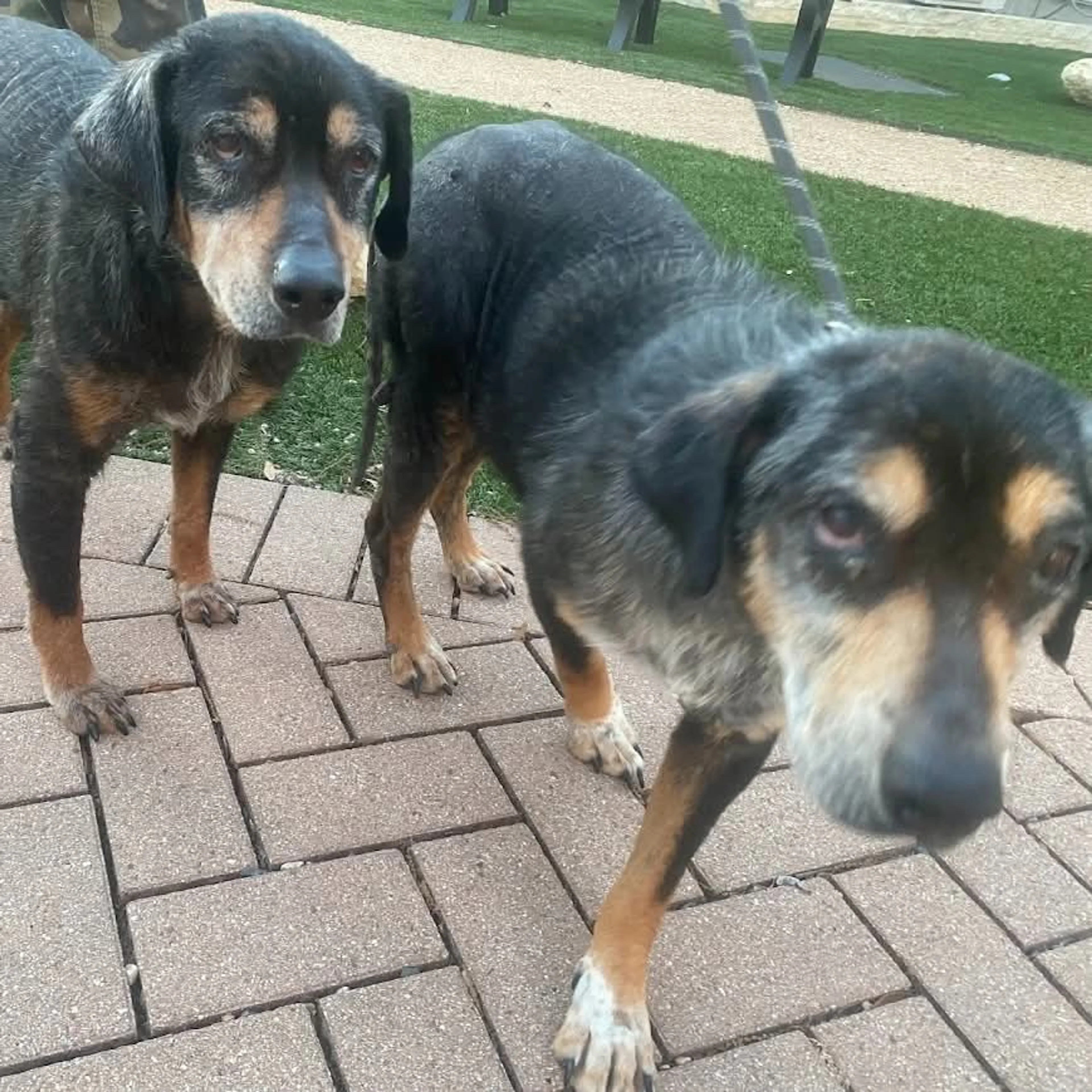 Found pet-1
