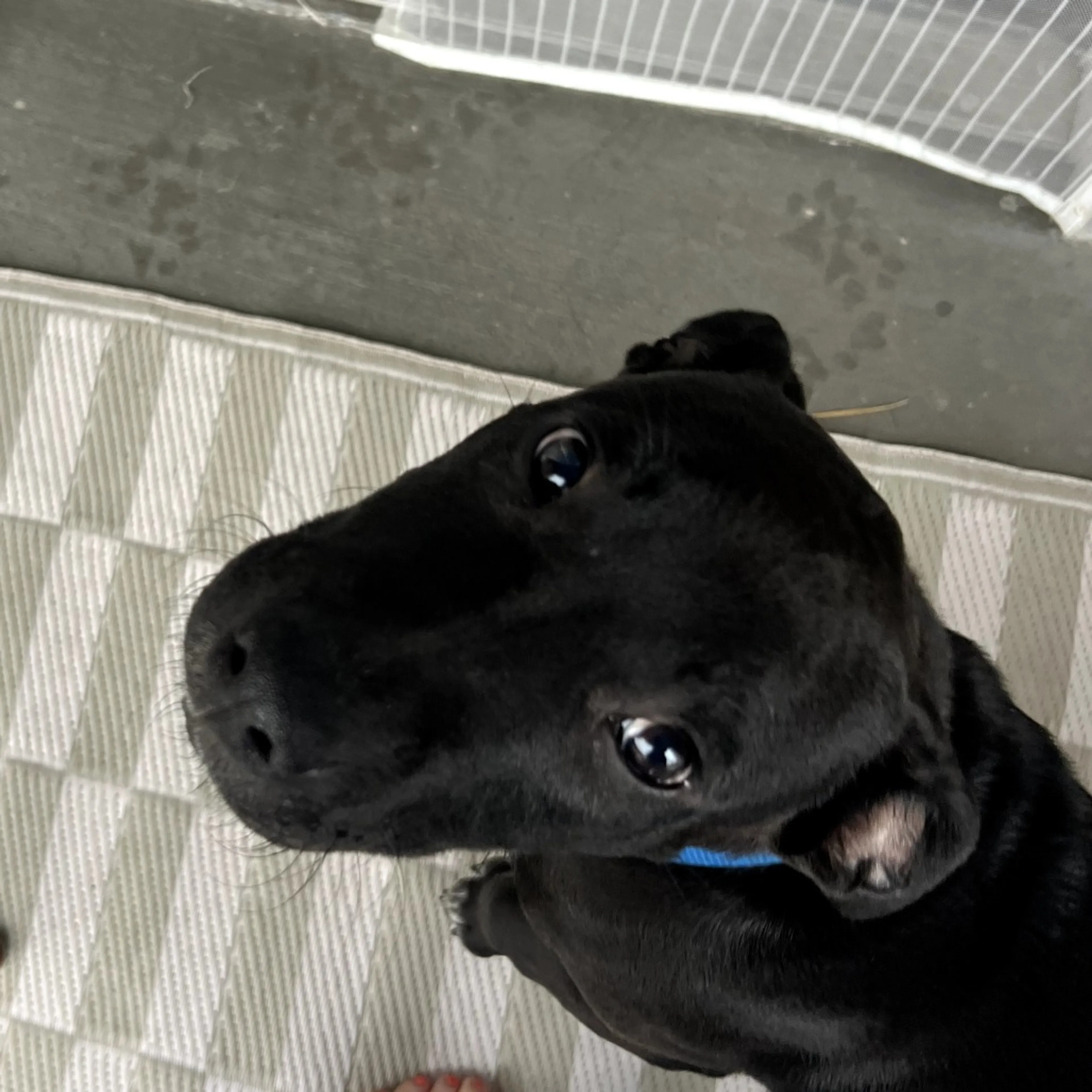 Found pet-5