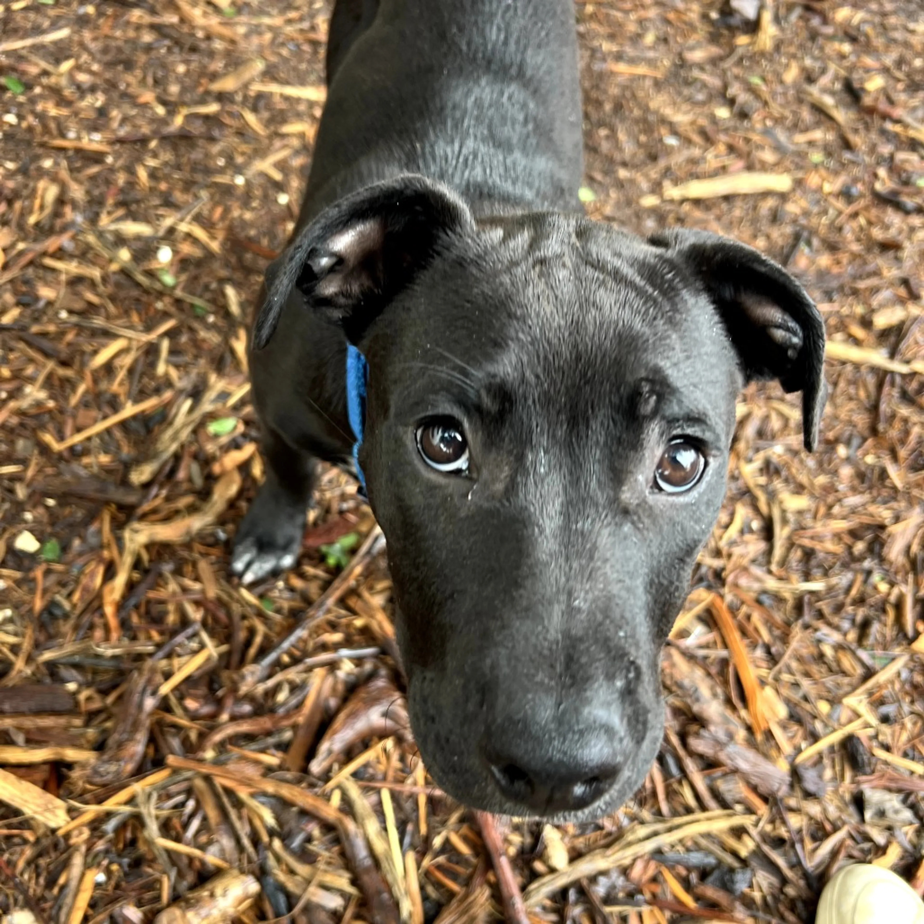 Found pet-1