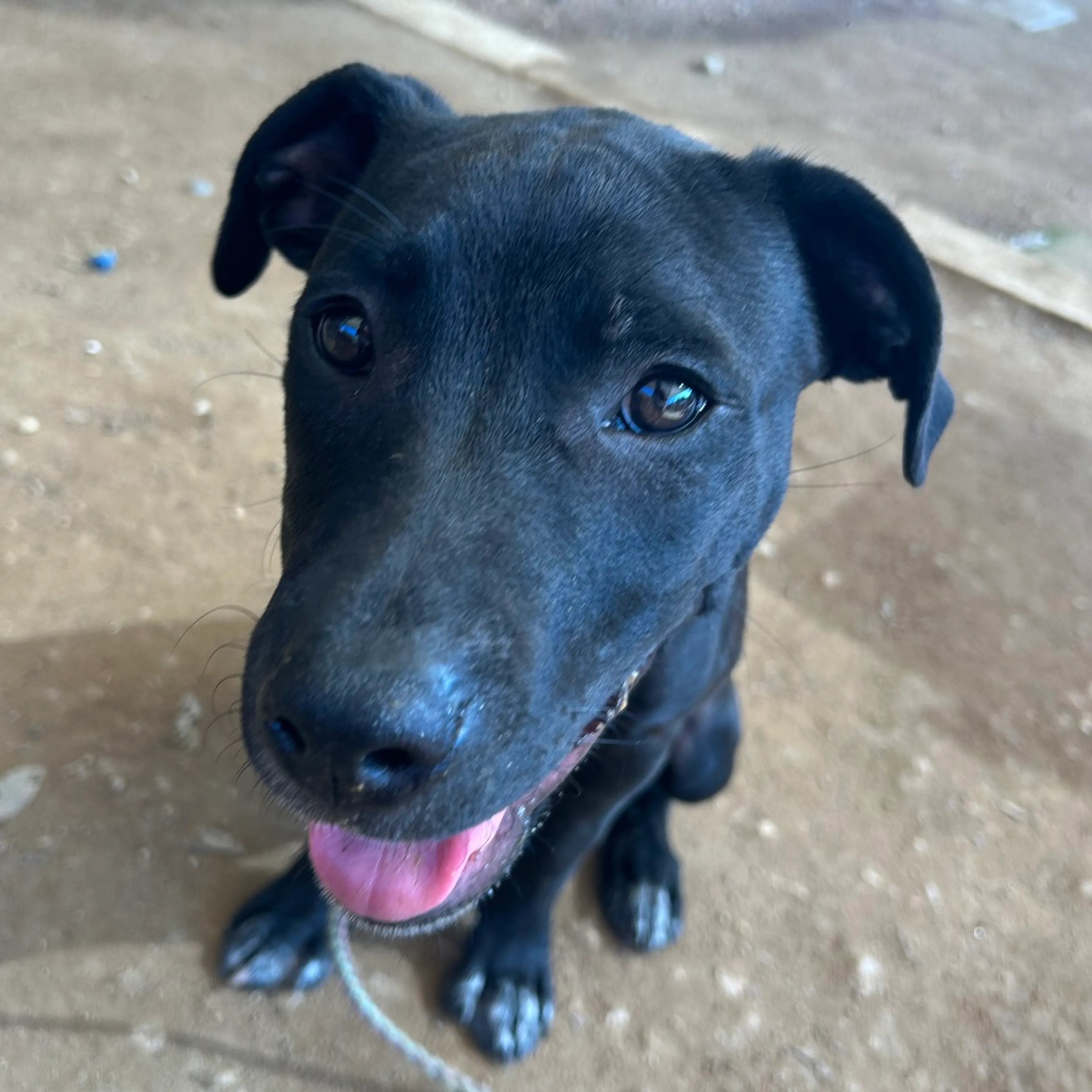 Found pet-11