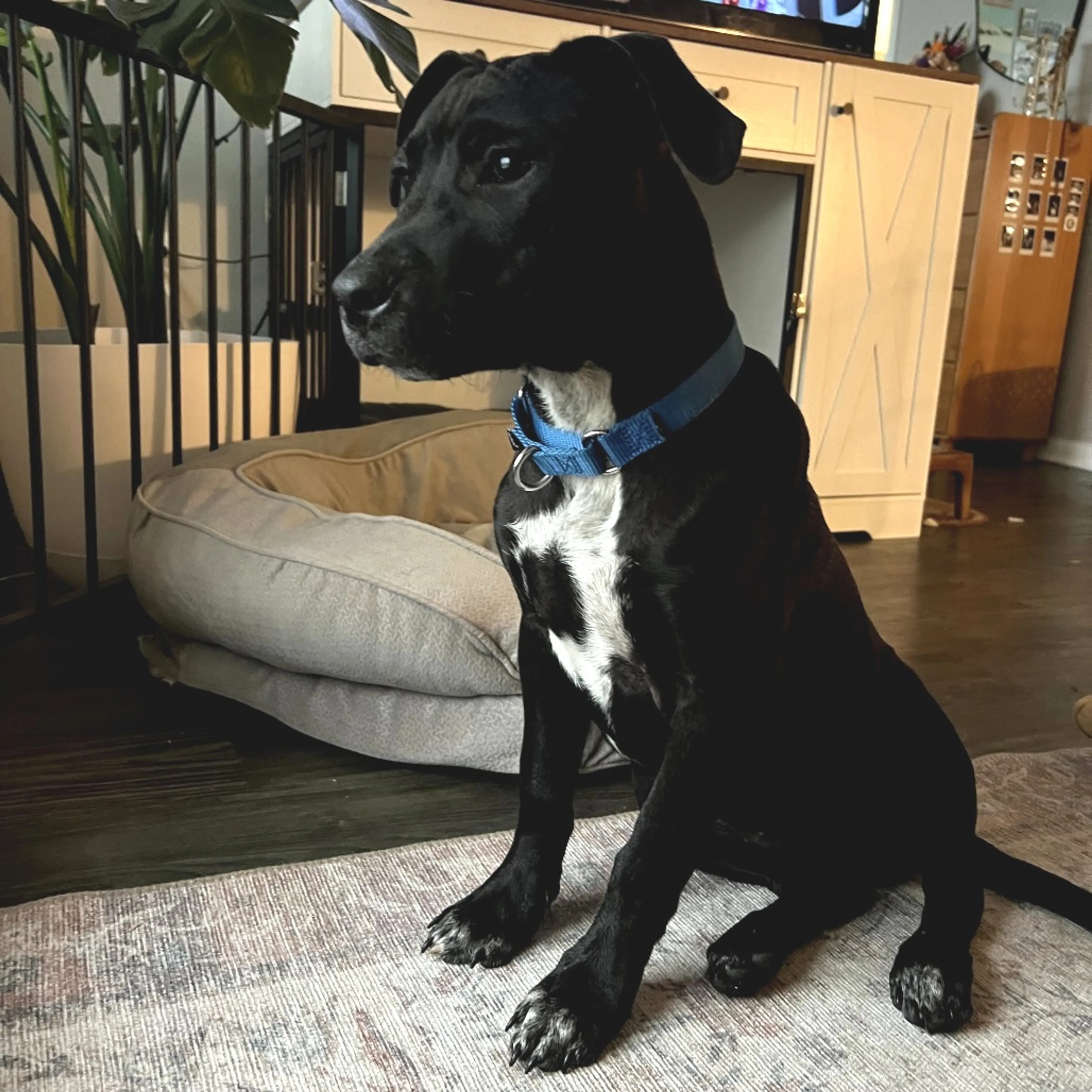 Found pet-3