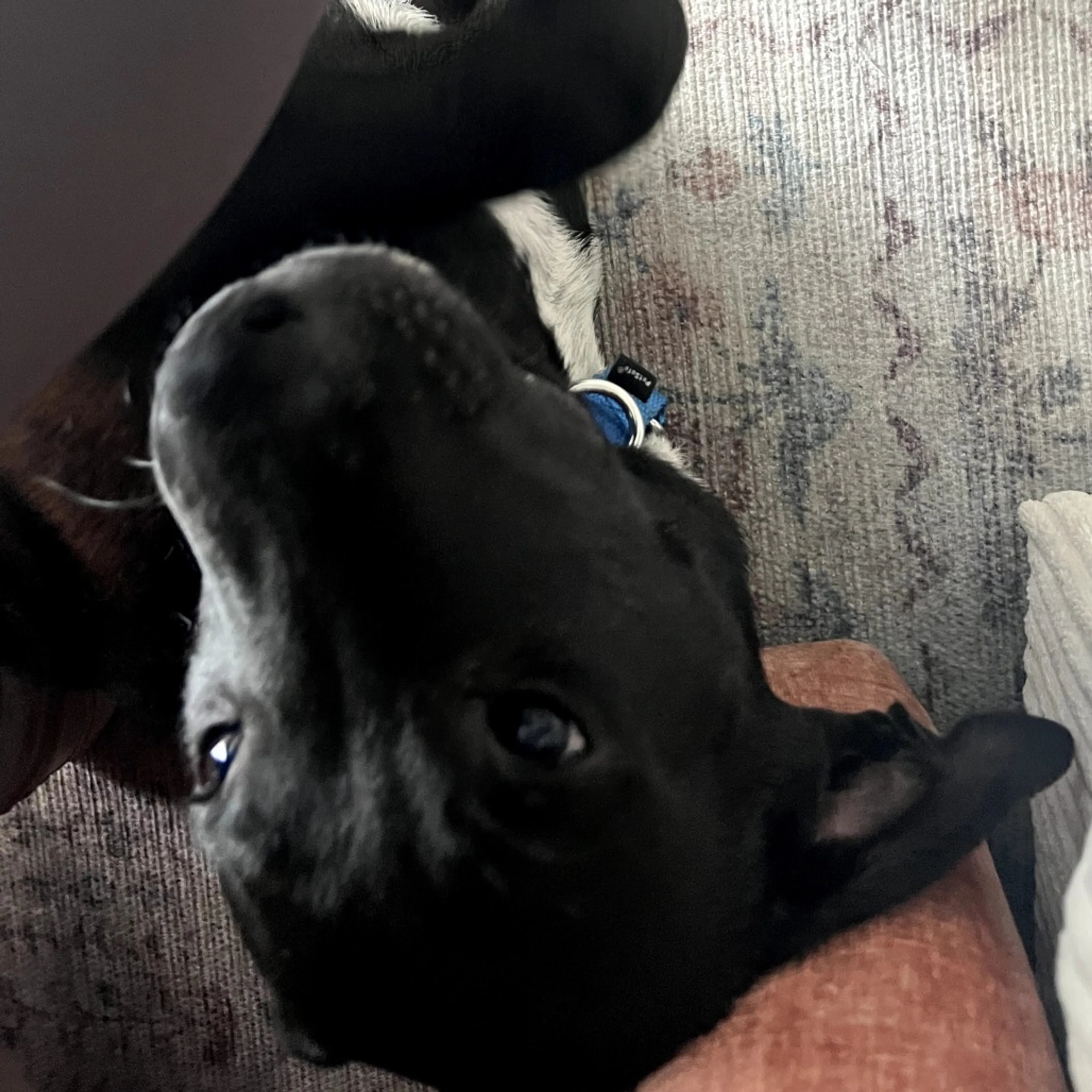 Found pet-4
